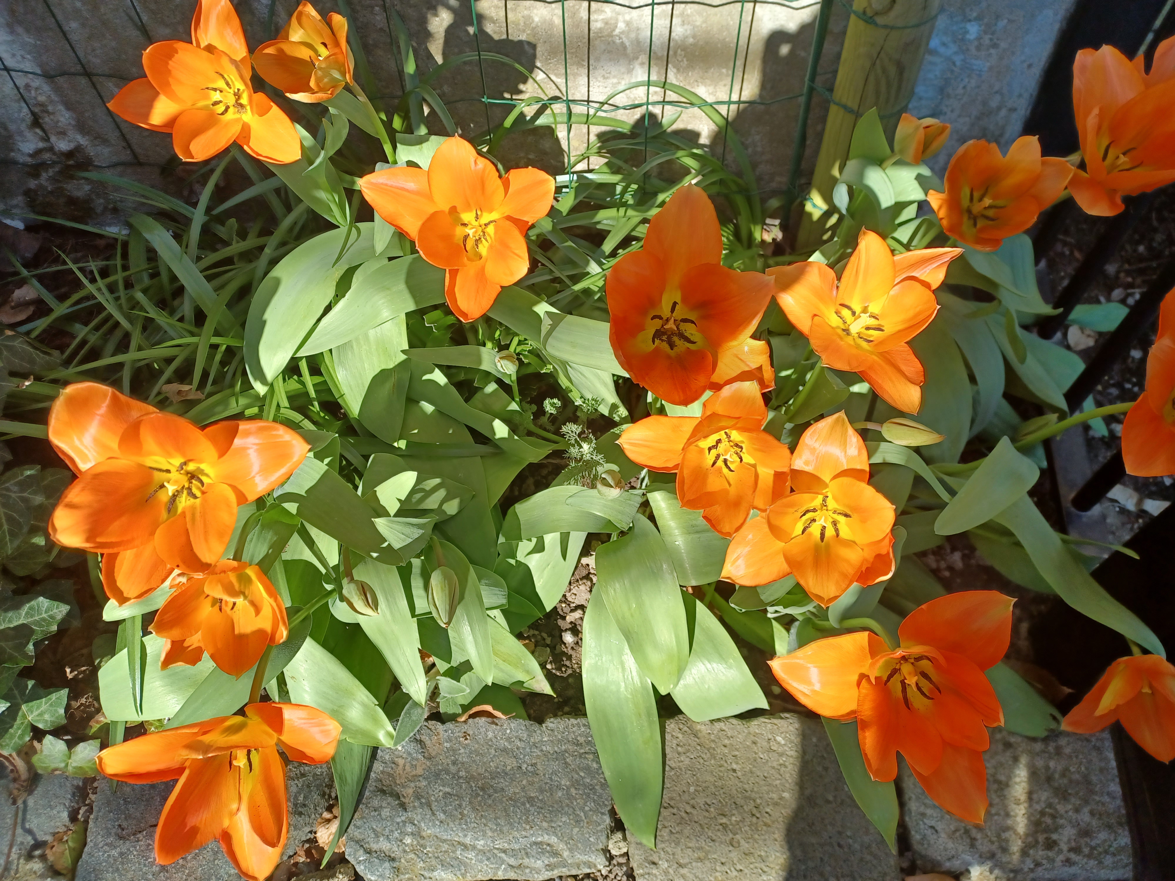 Working in the garden.
Full sun for vit d3.