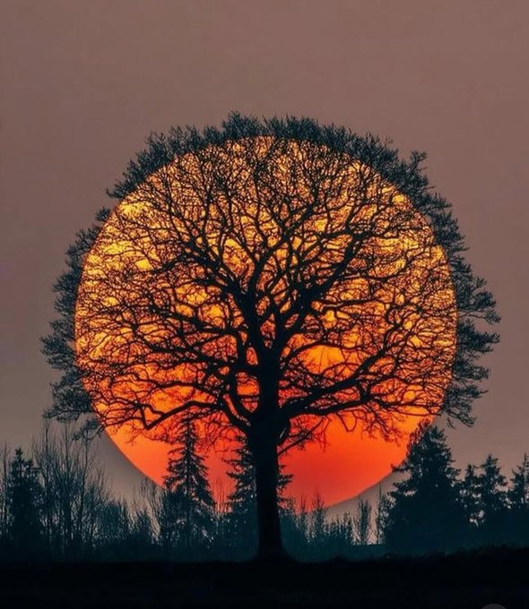 GM Treechat.