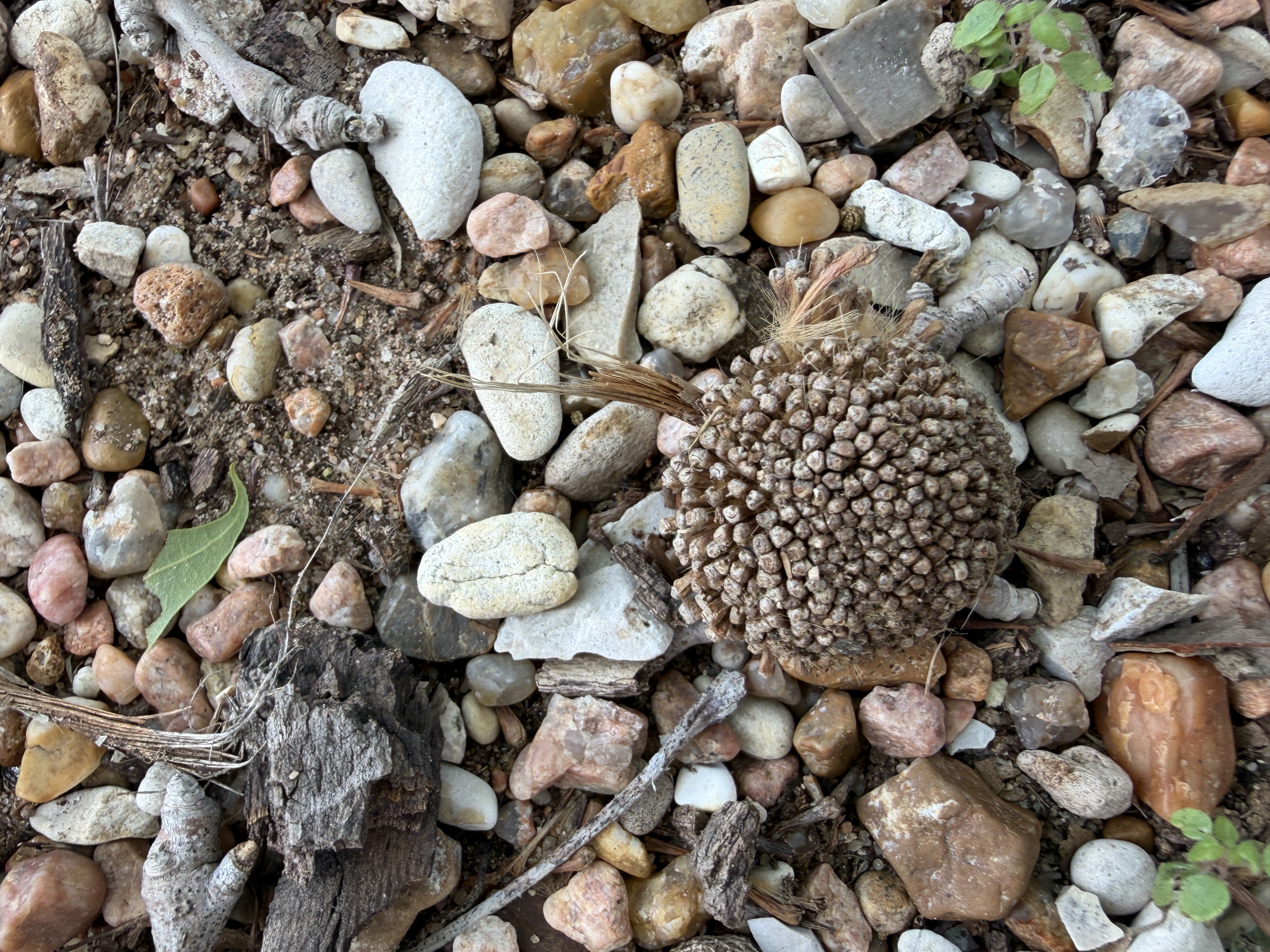 Each Sycamore tree produces these round seed balls each year.
