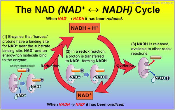Niacinamide is the precursor to NAD+, which is a proton acceptor that is constantly recycled from N…