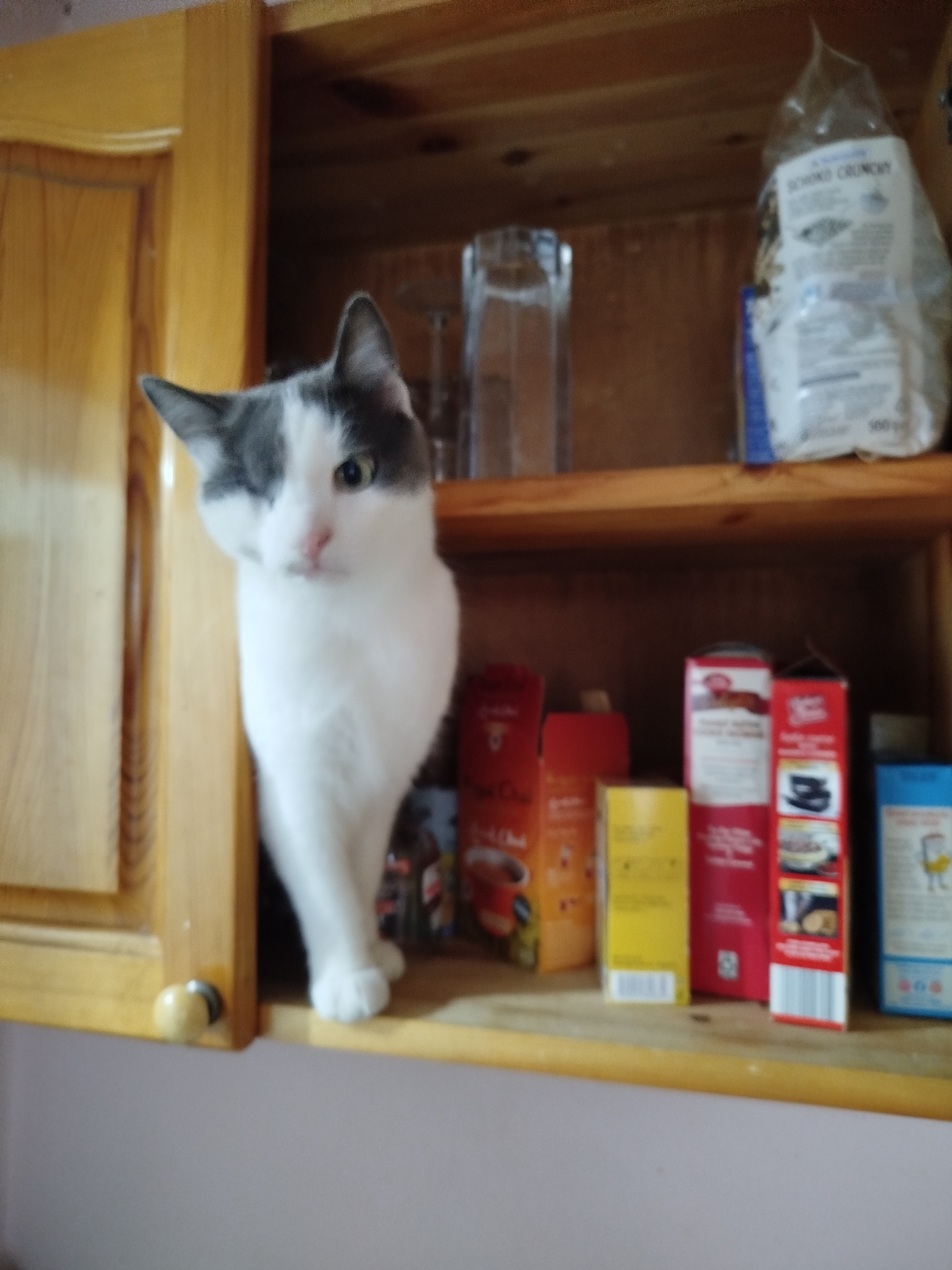 Funny cat photo