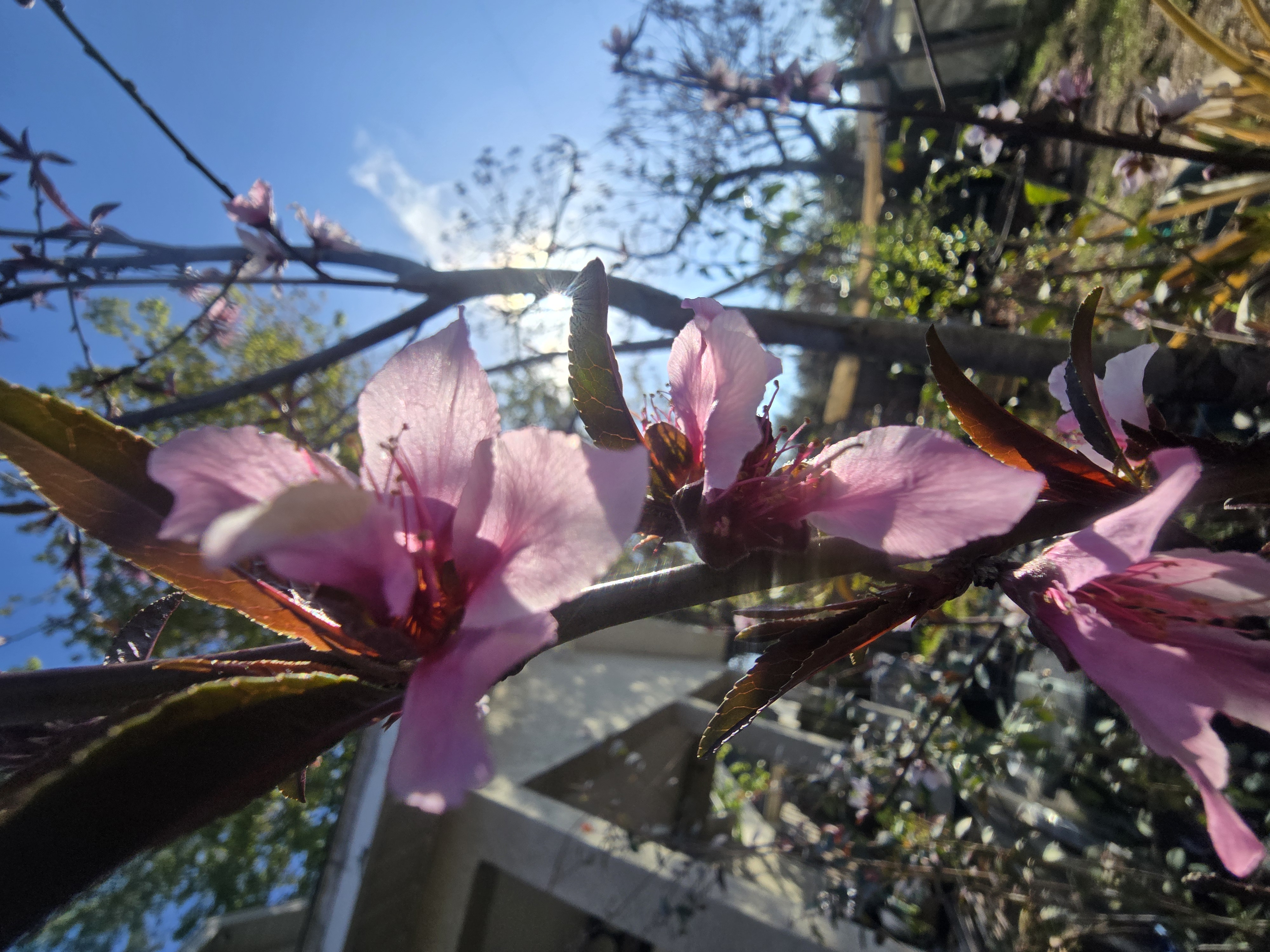 Nectarine trees flowering!