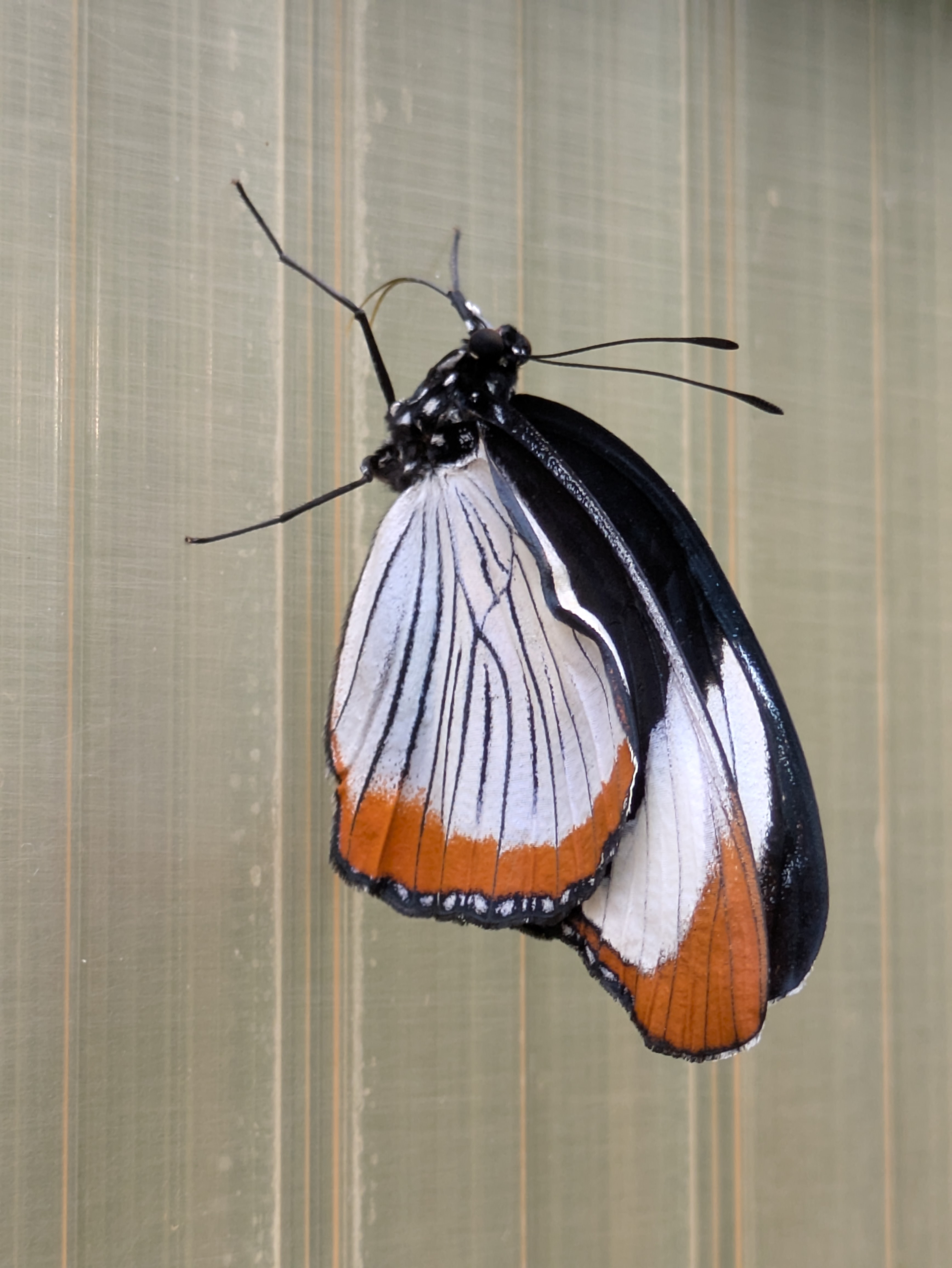 Butterfly 
[[pxlpix]]