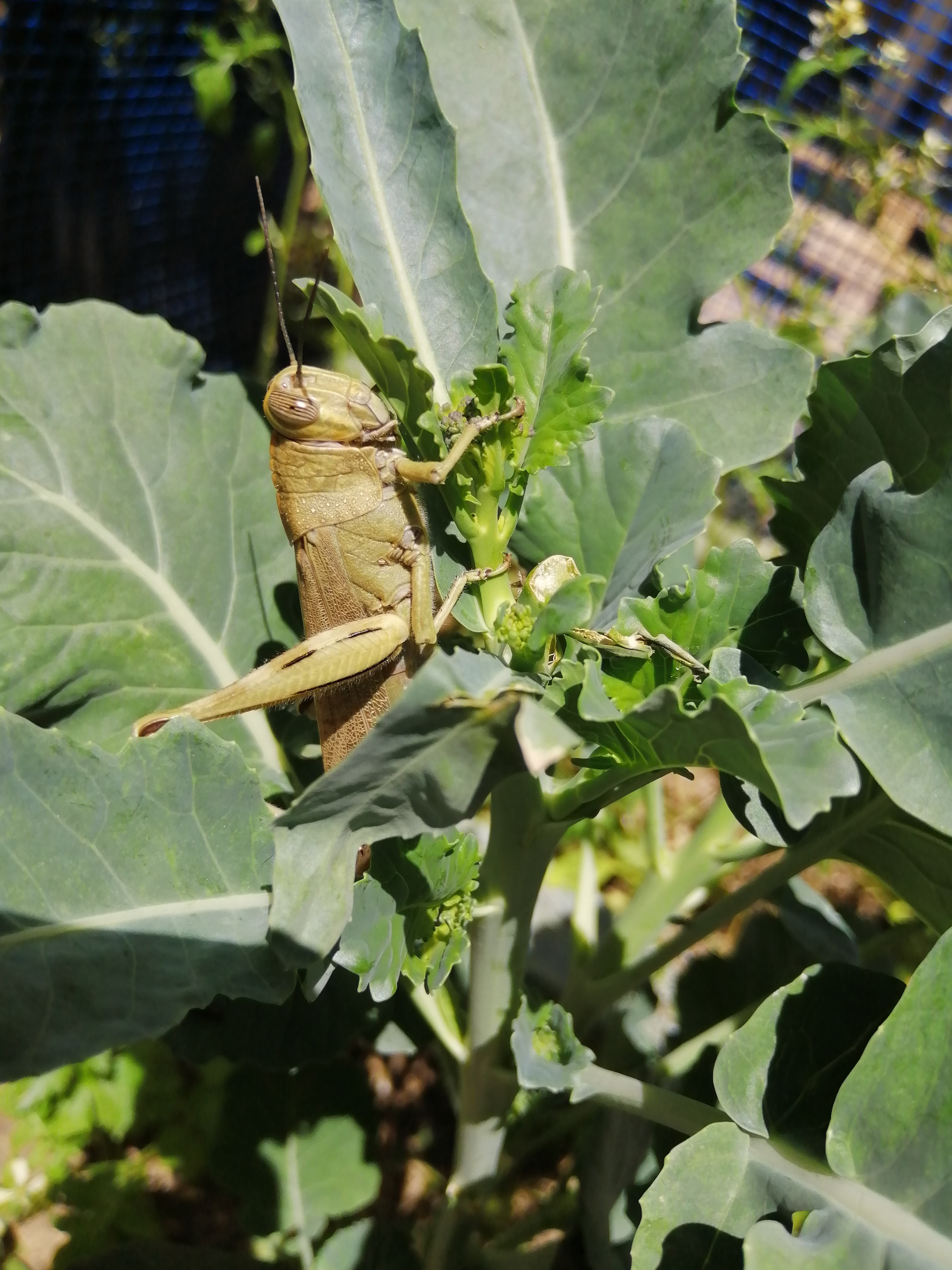 I just noticed an Egyptian Grasshopper on one of our Broccoli plants.

These species are very big a…