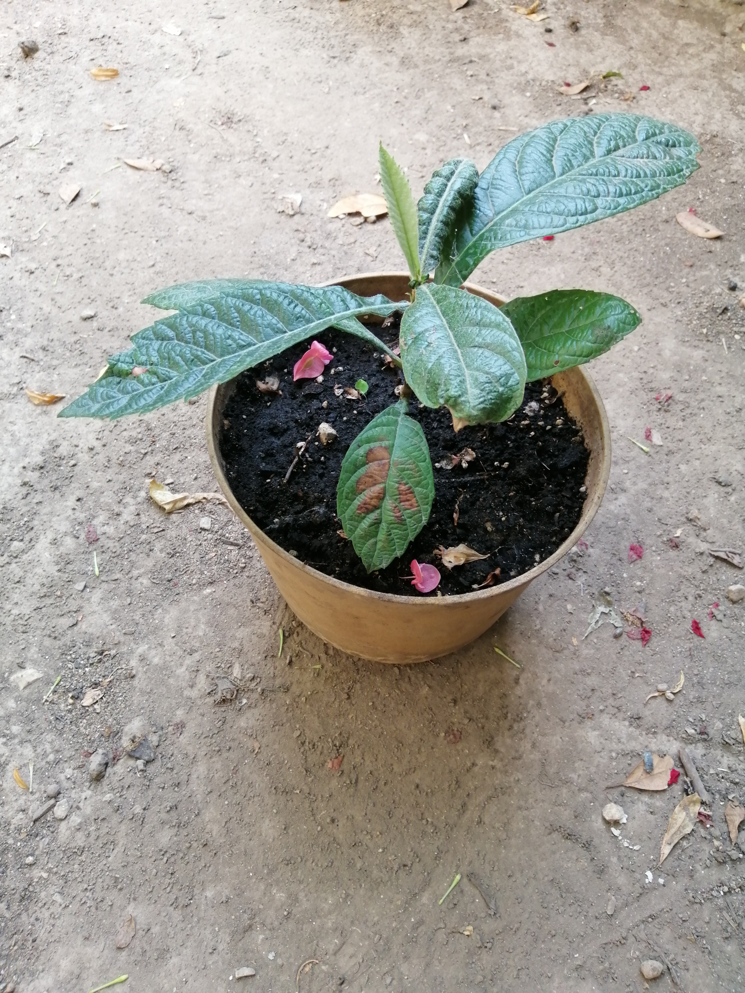 I also propagated another Medlar.
For the moment I still have in a pot as I haven't decided where I…