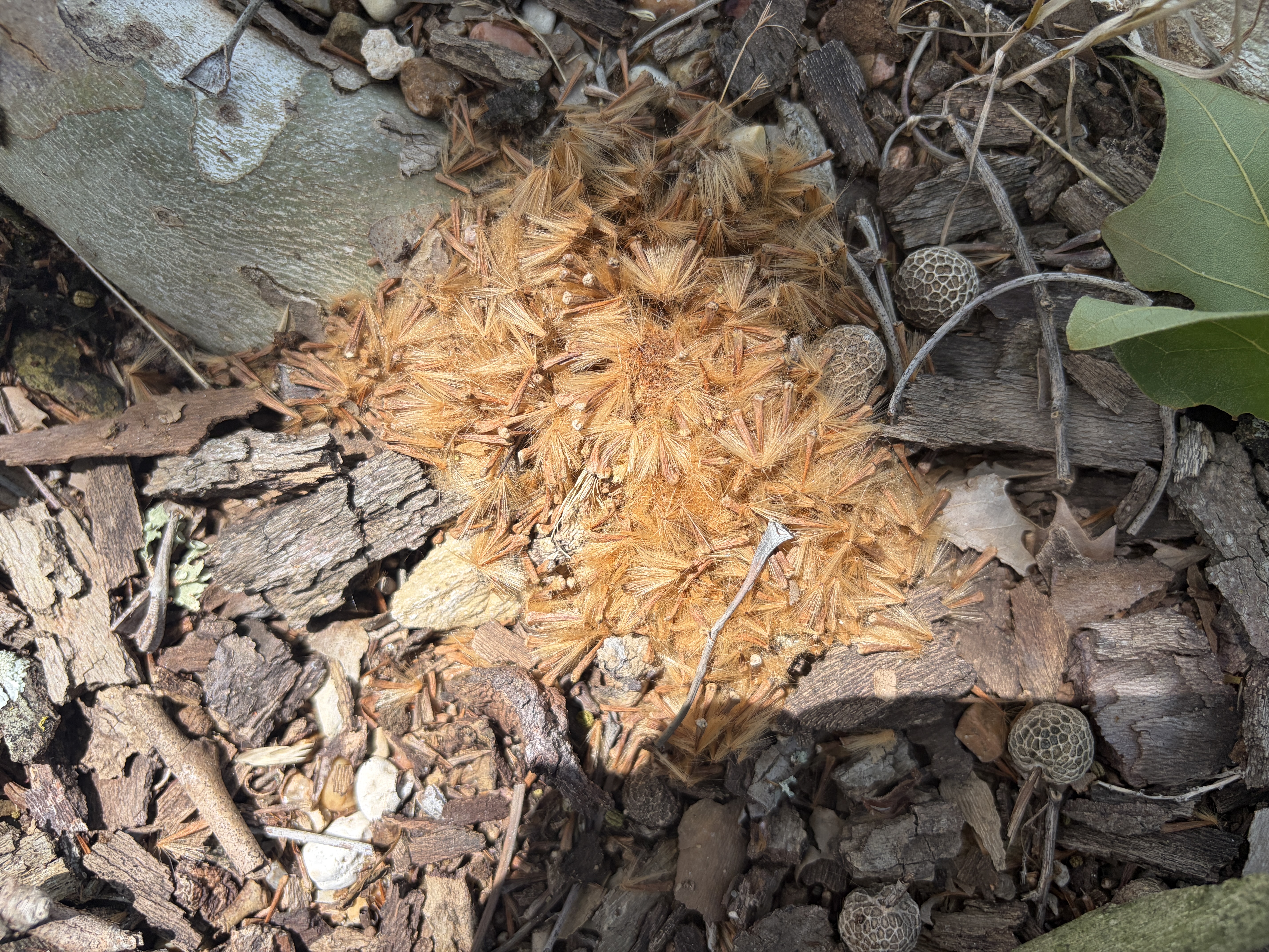 Leaving a small patch off seeds. I believe they need a cold spell or even a freeze over the winter.