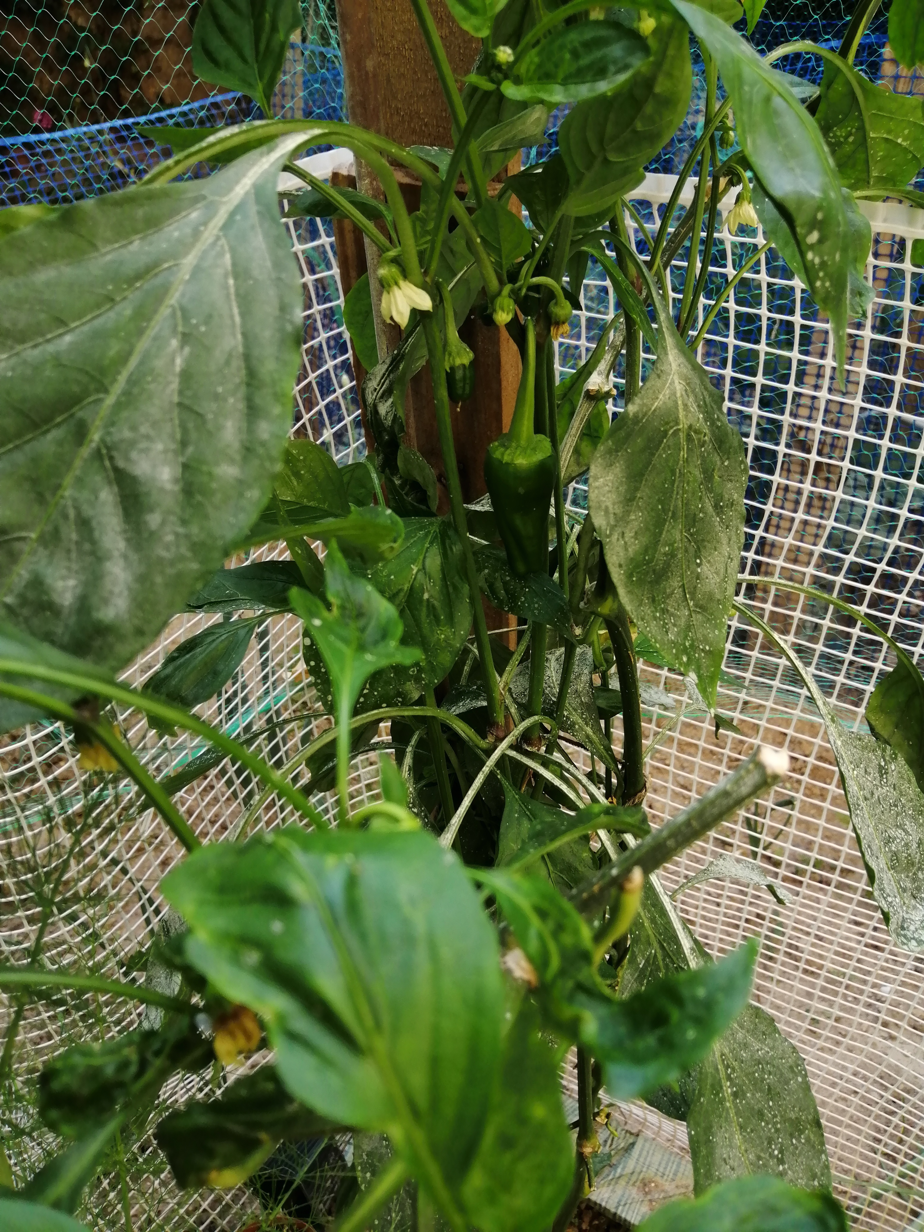 As bell peppers are a very versatile vegetable that we consumer nearly every day: be it in salads, …