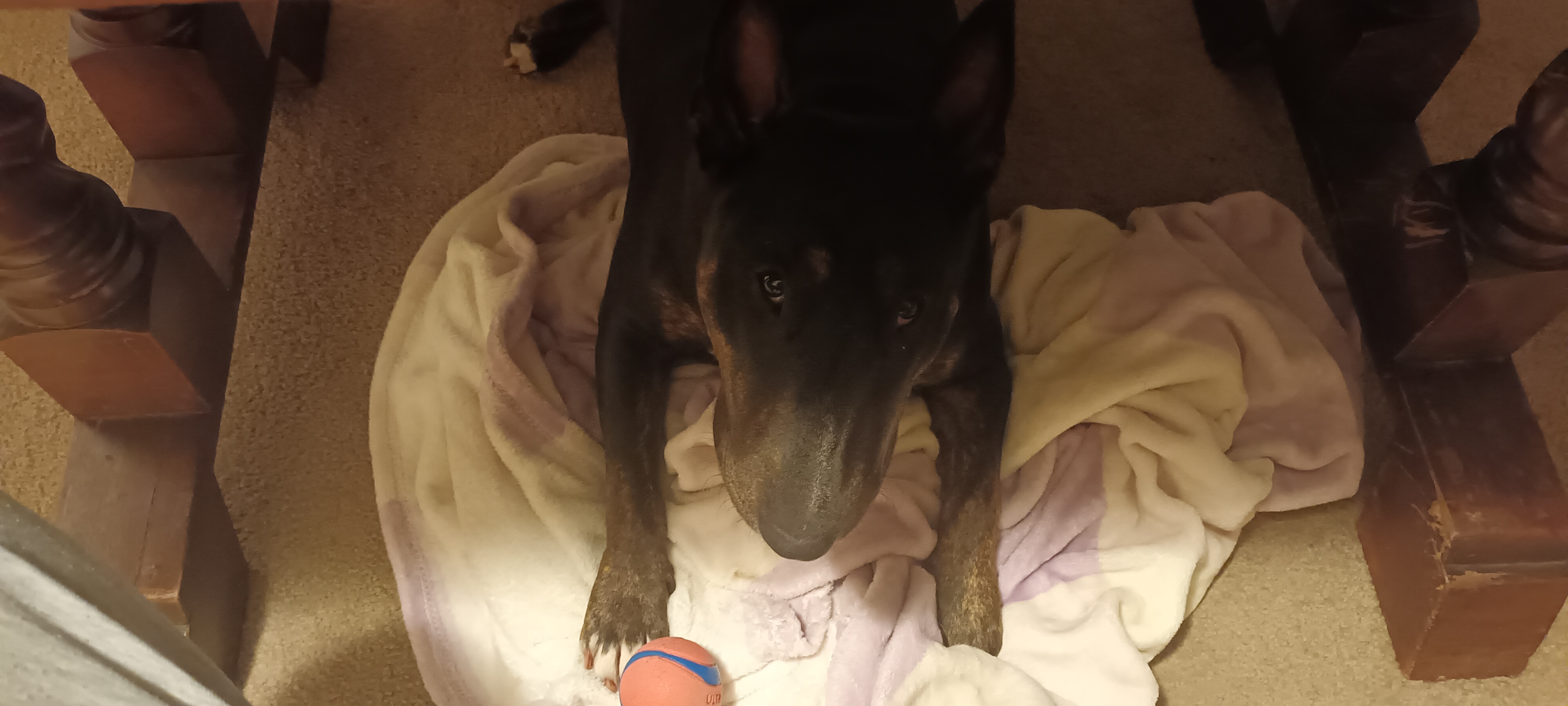 Guards says wat up. She's loving her new ball, never seen her happier.