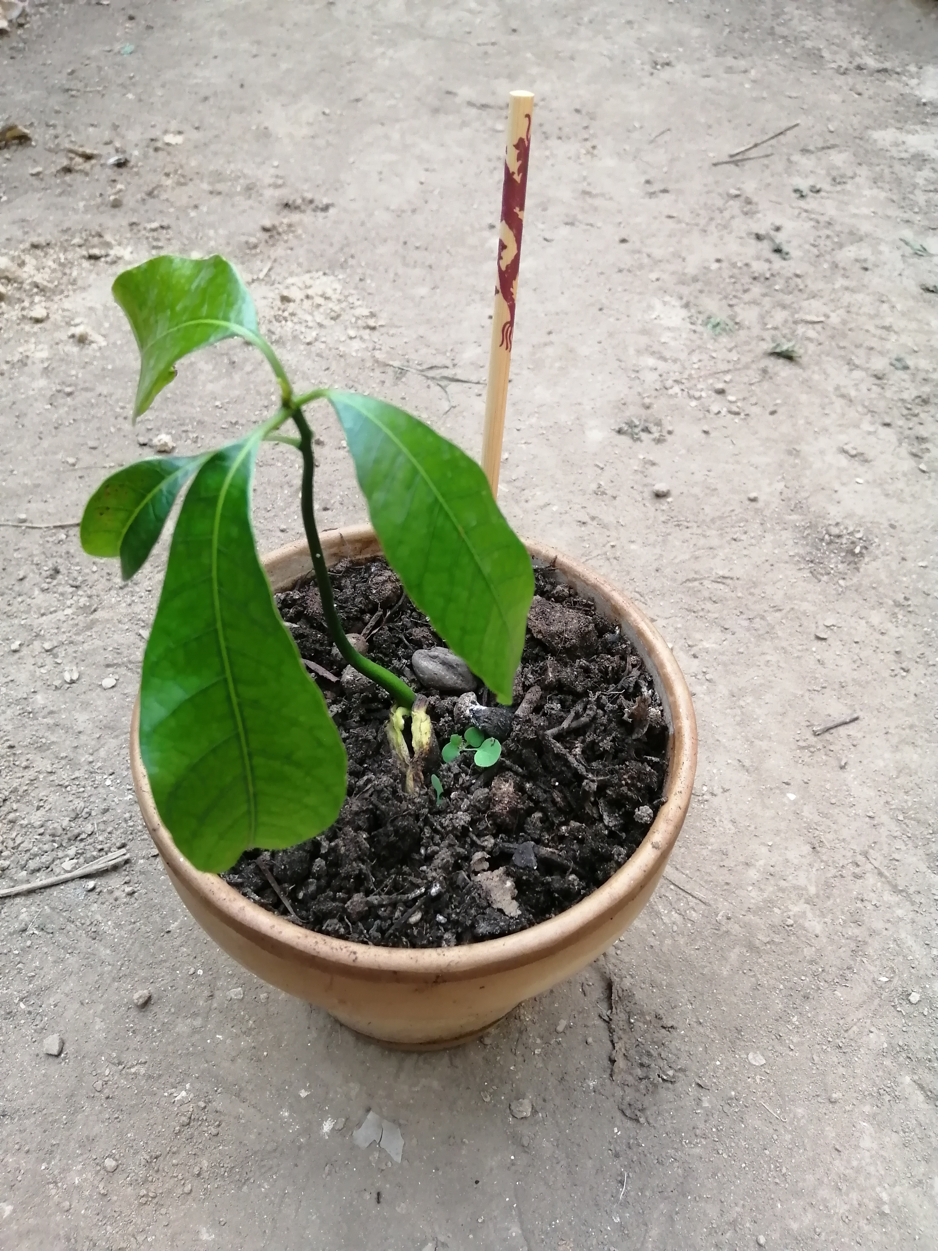 I am also trying some Mango trees (again) but I am not sure if I will be able to keep them alive.
I…