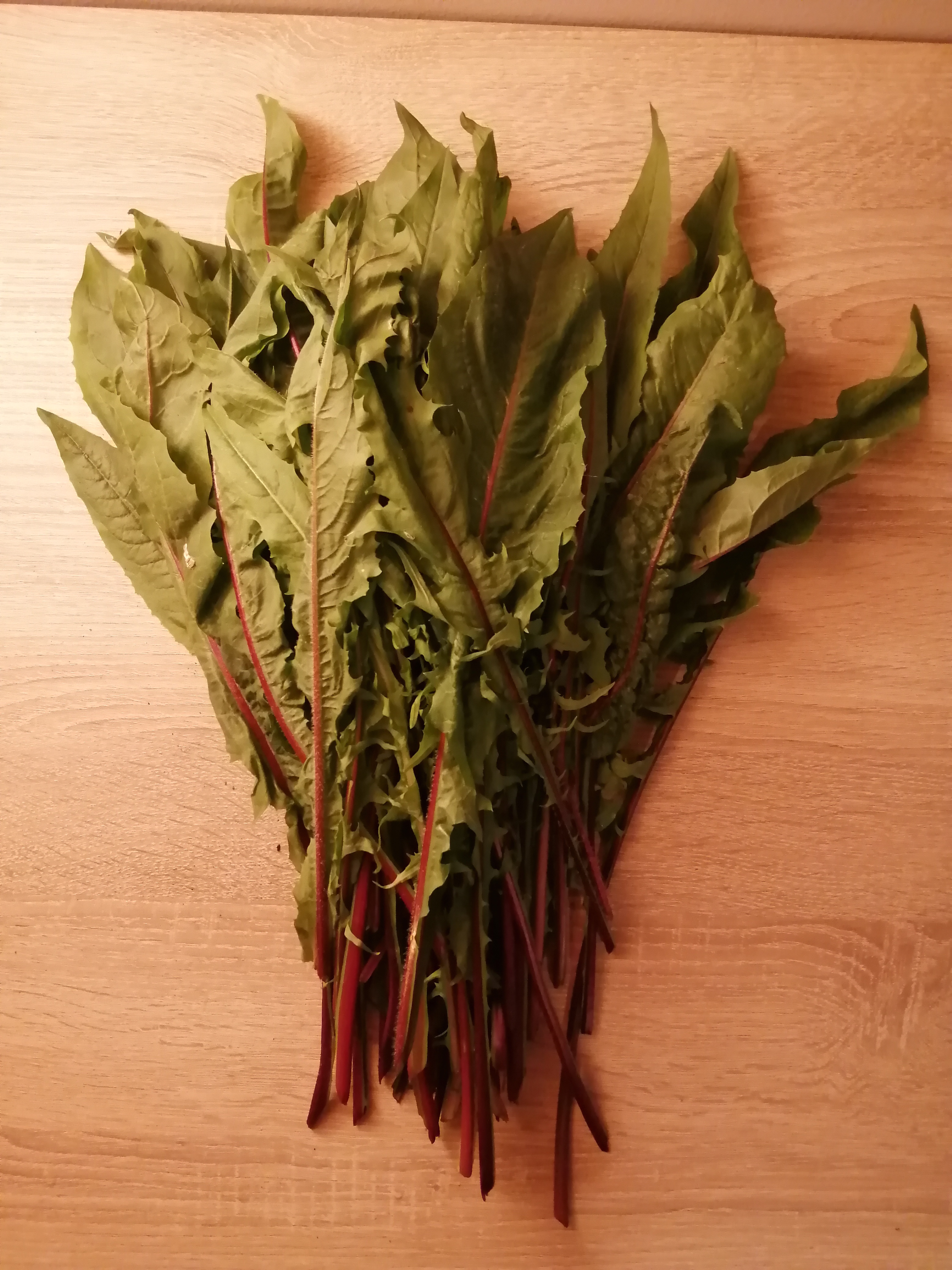 The last weeks were really fantastic: we harvested every 2nd/3rd day Italian Dandelion in a "cut-an…