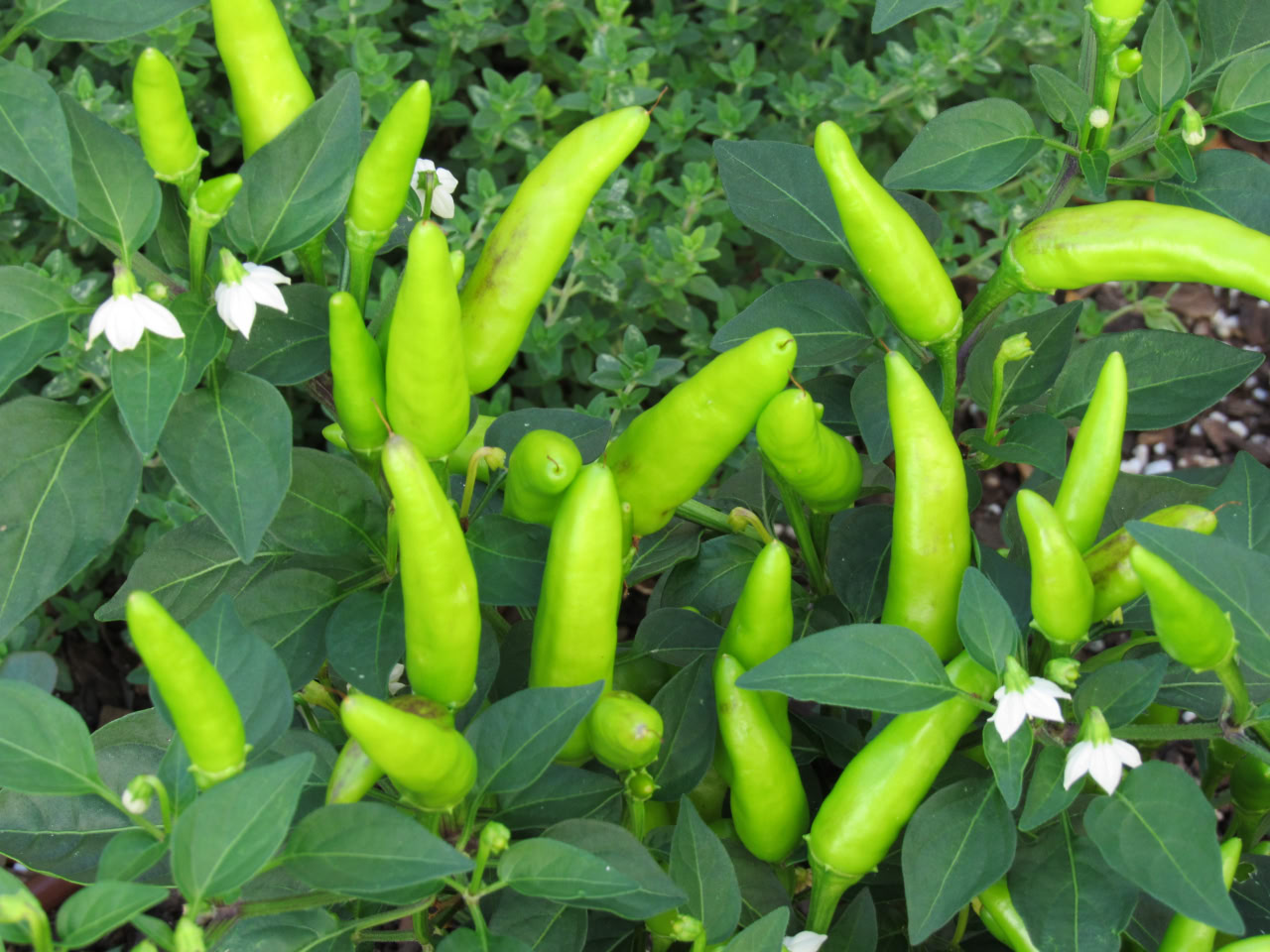 tabasco chilis