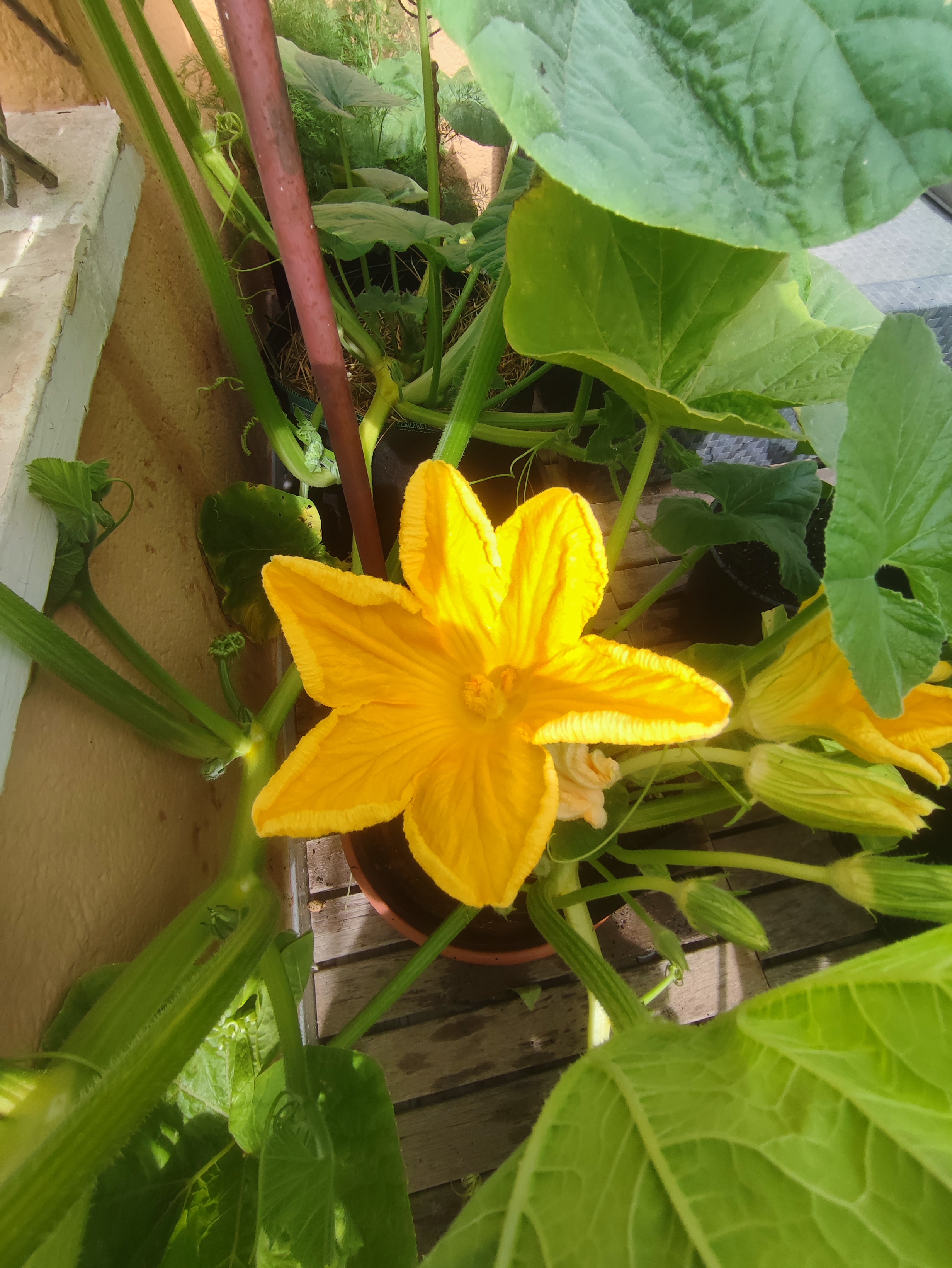 🎃🌼 Update.......