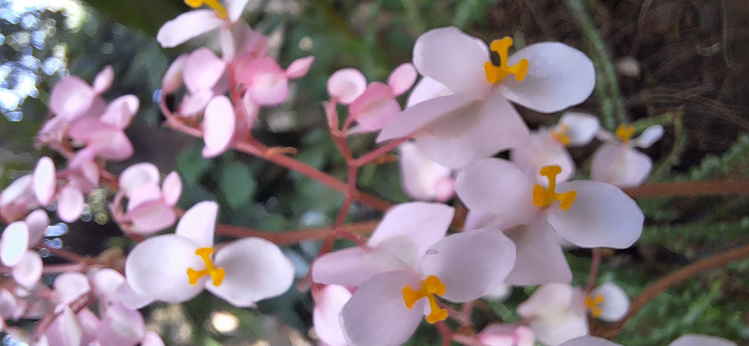 Sunday flowers for the treechat community.