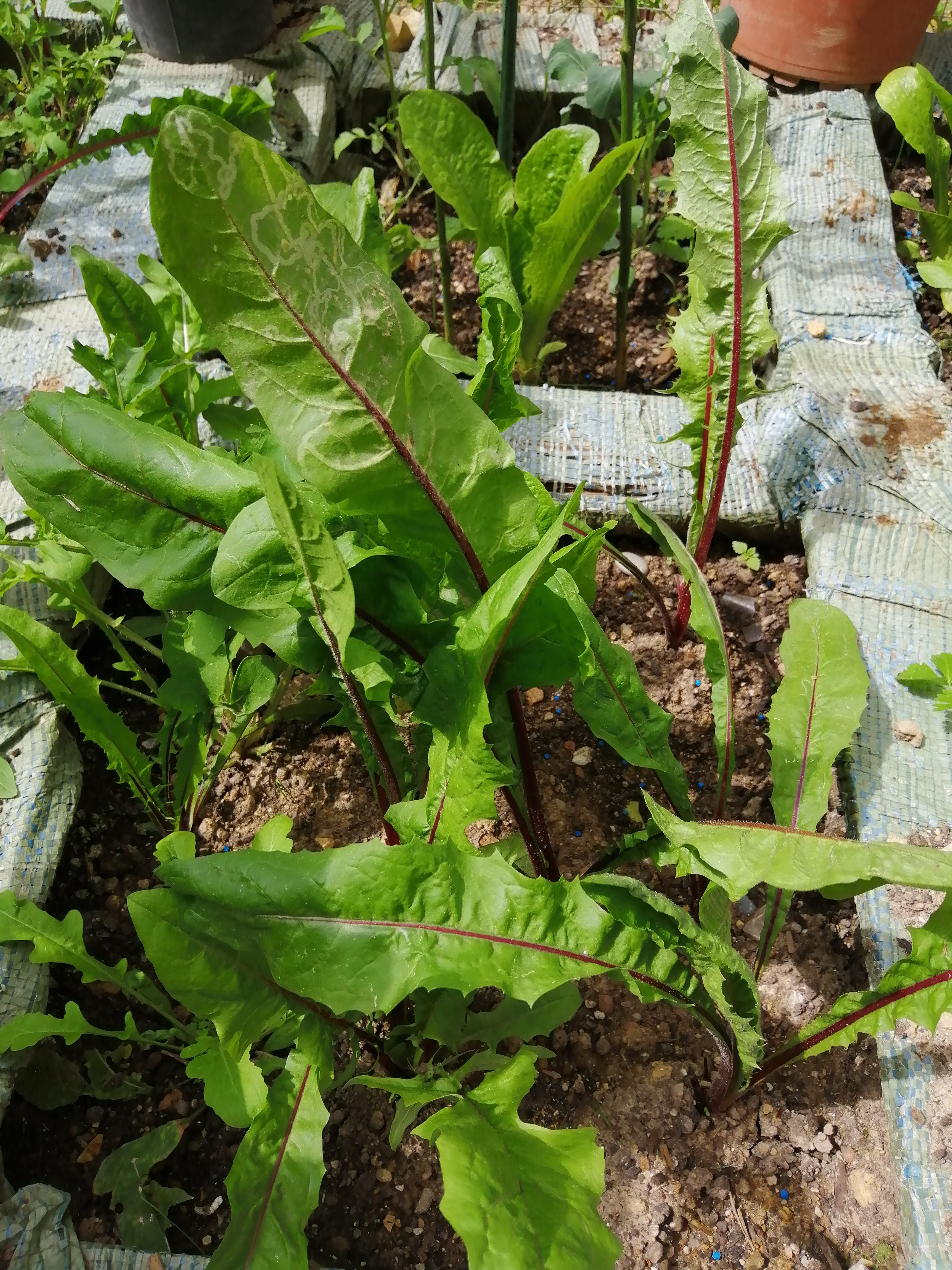 Italian Dandelion also known as Chicory or Rumex Sanguineus is another very easy to grow vegetable …