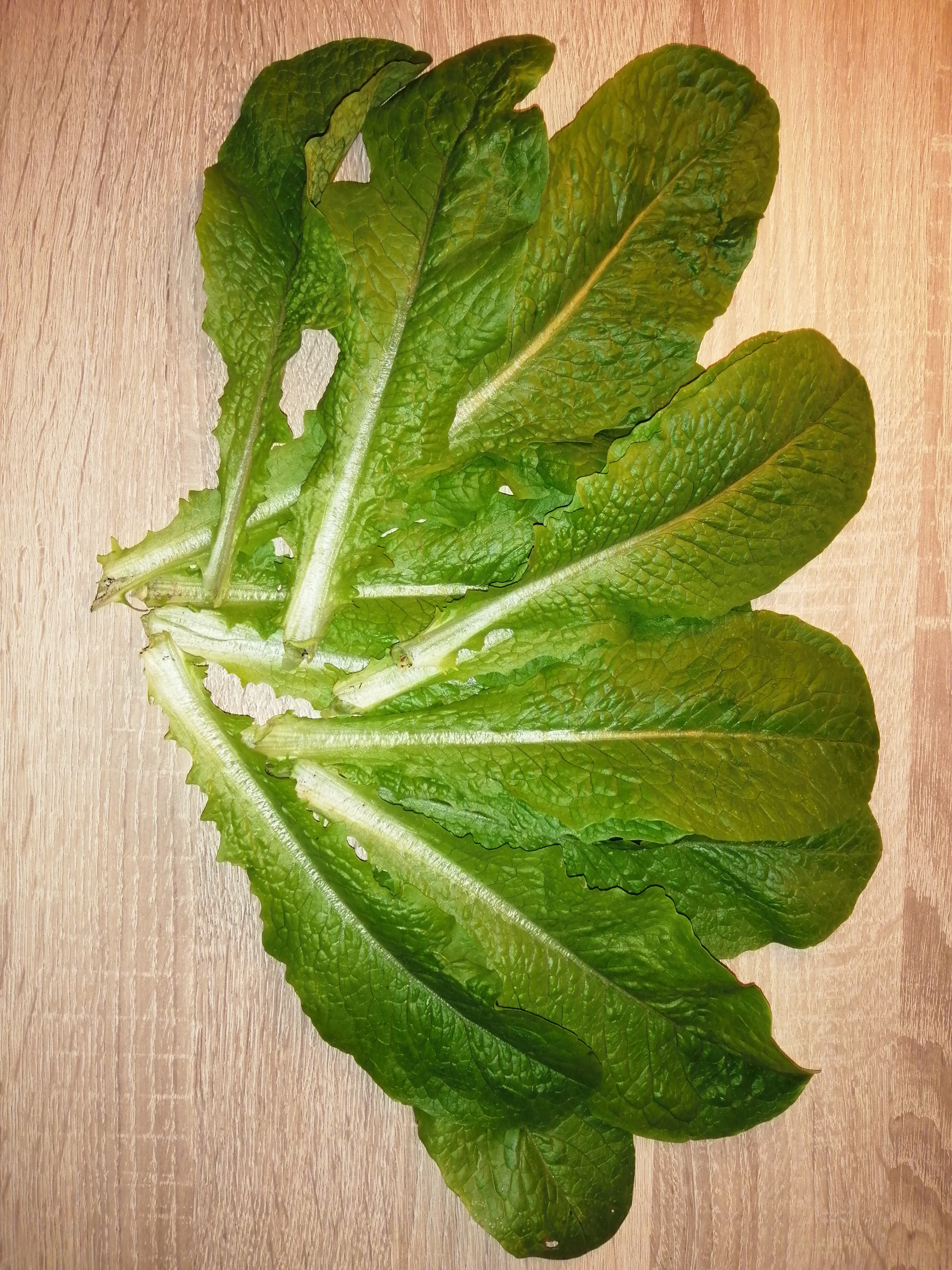 Some fresh crispy & juicy Lettuce.

[[Hobby]] [[Gardening]] [[Vegetables]] [[Lettuce]] [[Romaine Le…