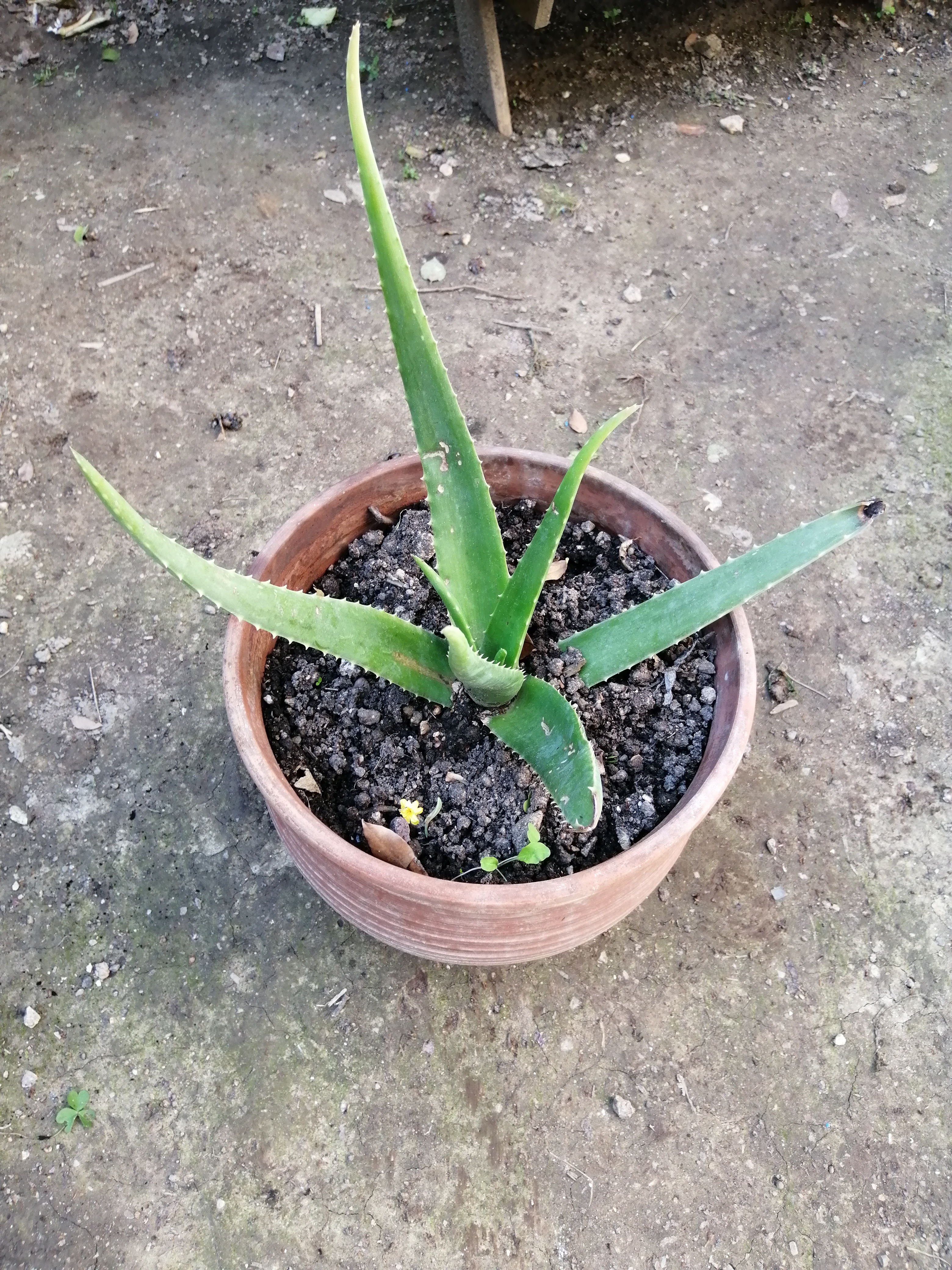 We have a few Aloe Vera plants in our garden as it is a very versatile plant. We use the gel of the…