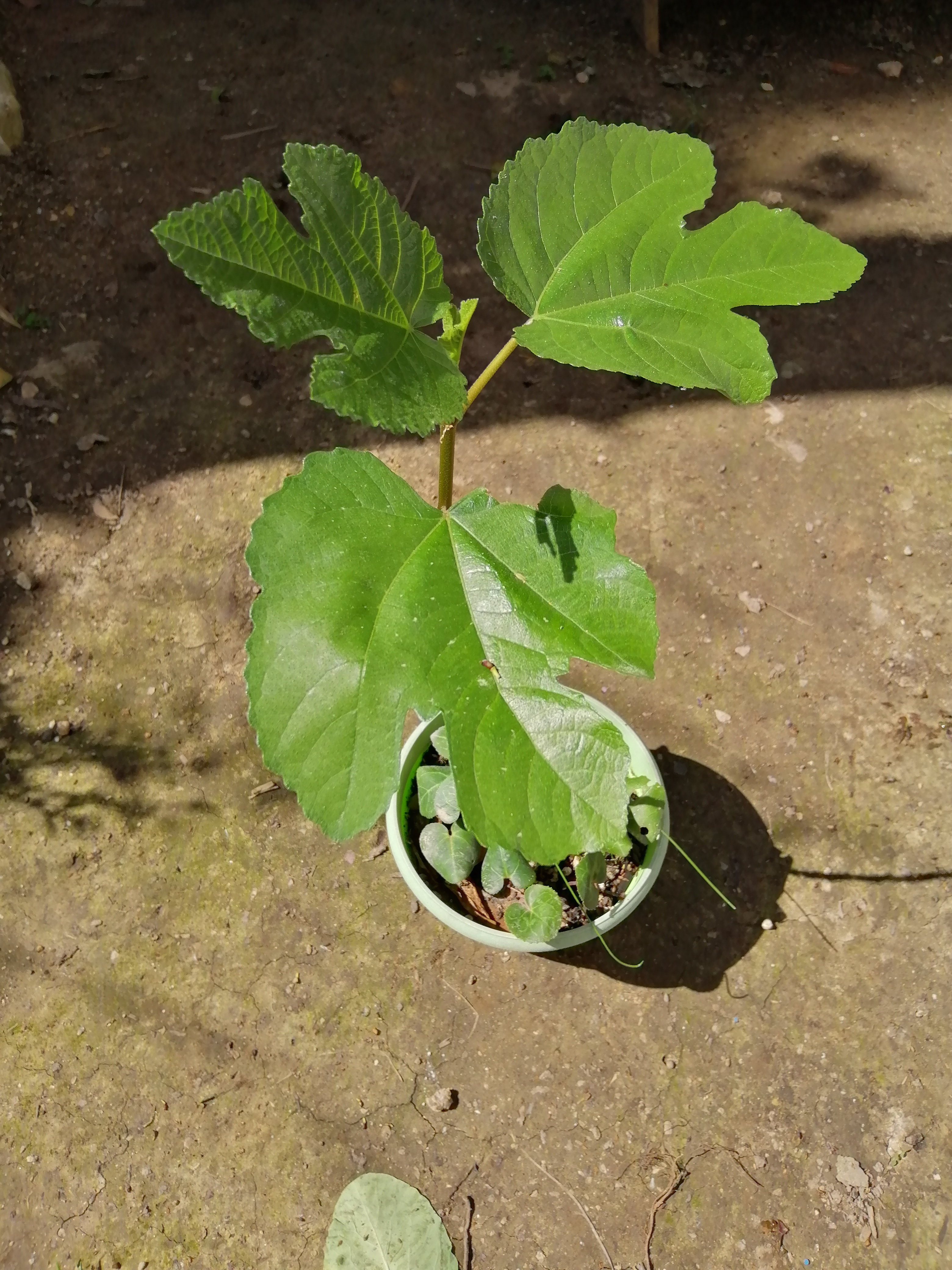 Just as an experiment, I dried some figs and scraped out the small seeds which I planted to see if …