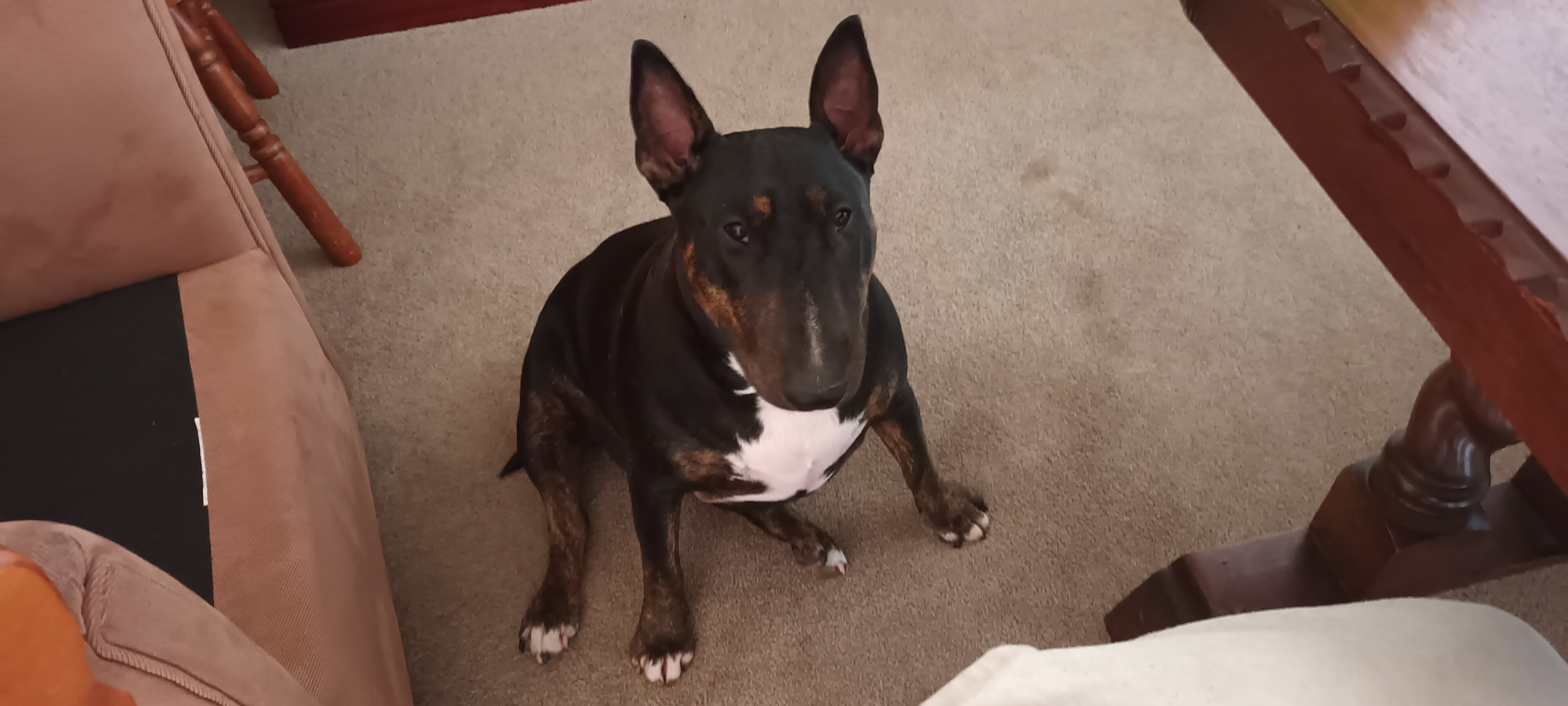 My beautiful iza, iza good girl wants to go for walk.