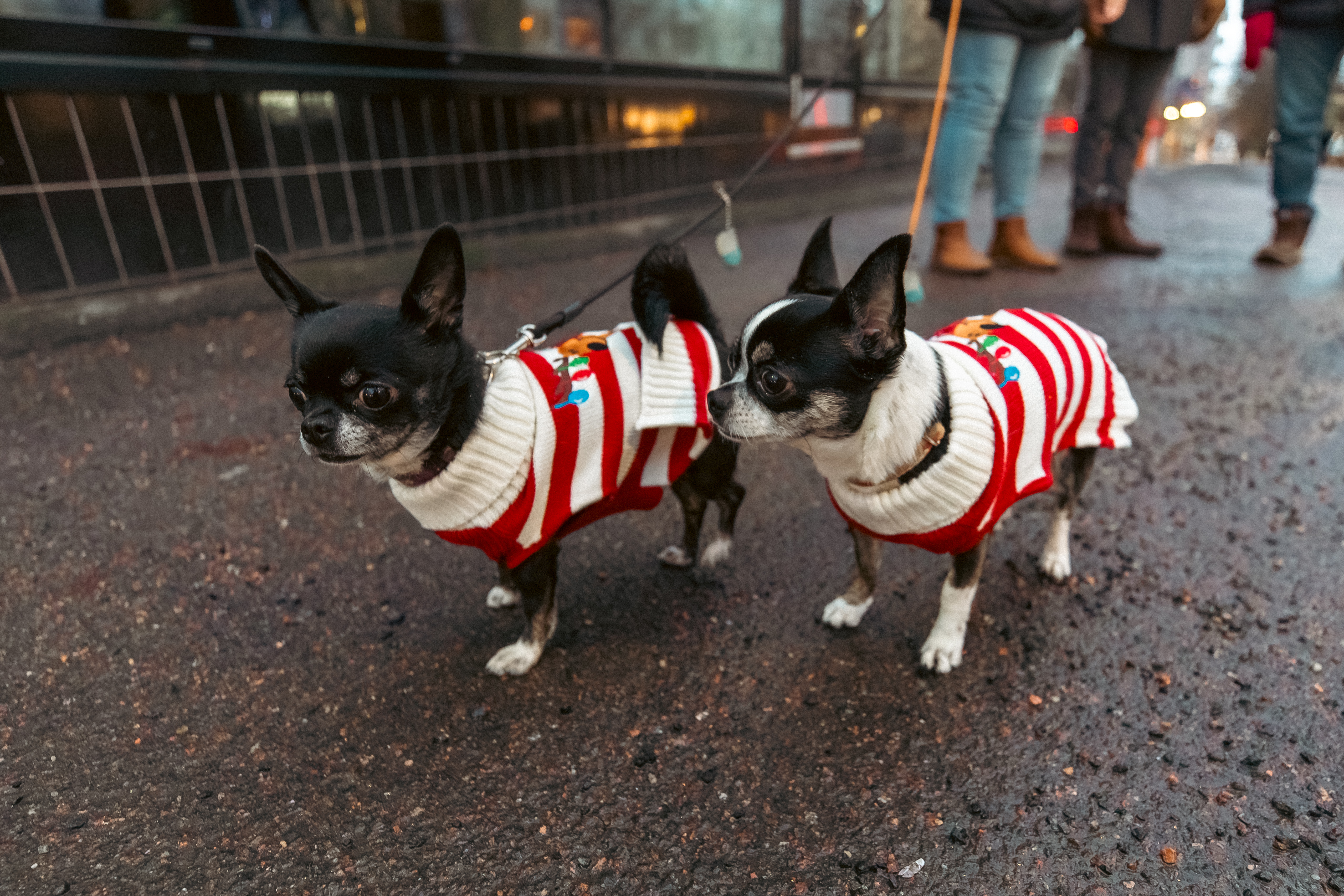 Luna and Otono
#lahti #animalphotography #photography #dogs #Chihuahua