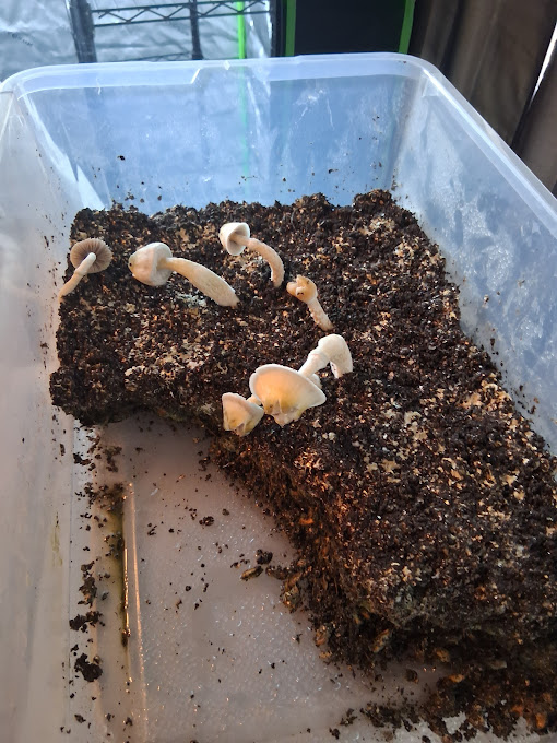 These are Pan Cyans - notoriously difficult to dial in grow-wise. I got a few to fruit. 1g wonders,…
