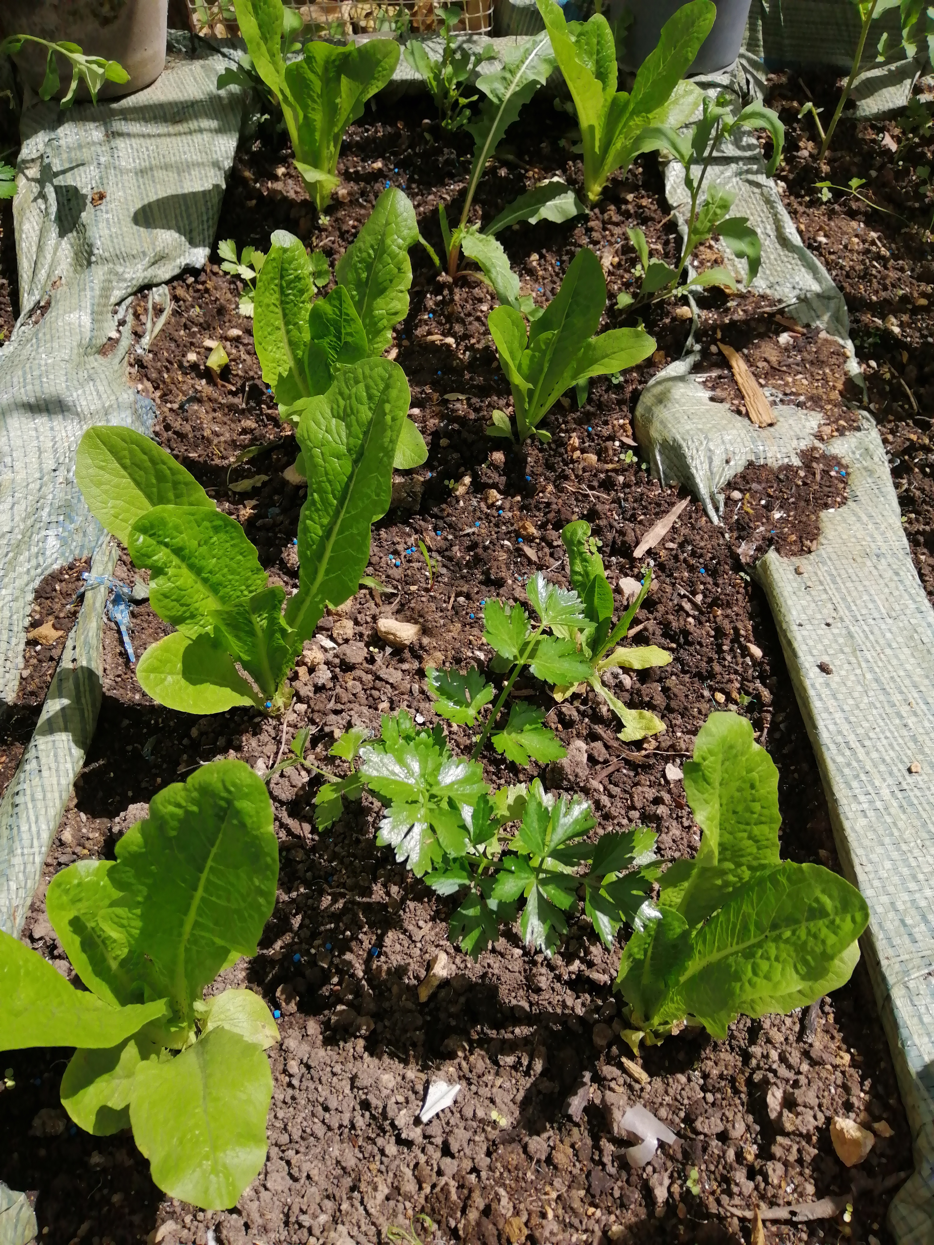 Some more Romaine Lettuces

[[Hobby]] [[Gardening]] [[Vegetables]] [[Lettuce]] [[Romaine Lettuce]]