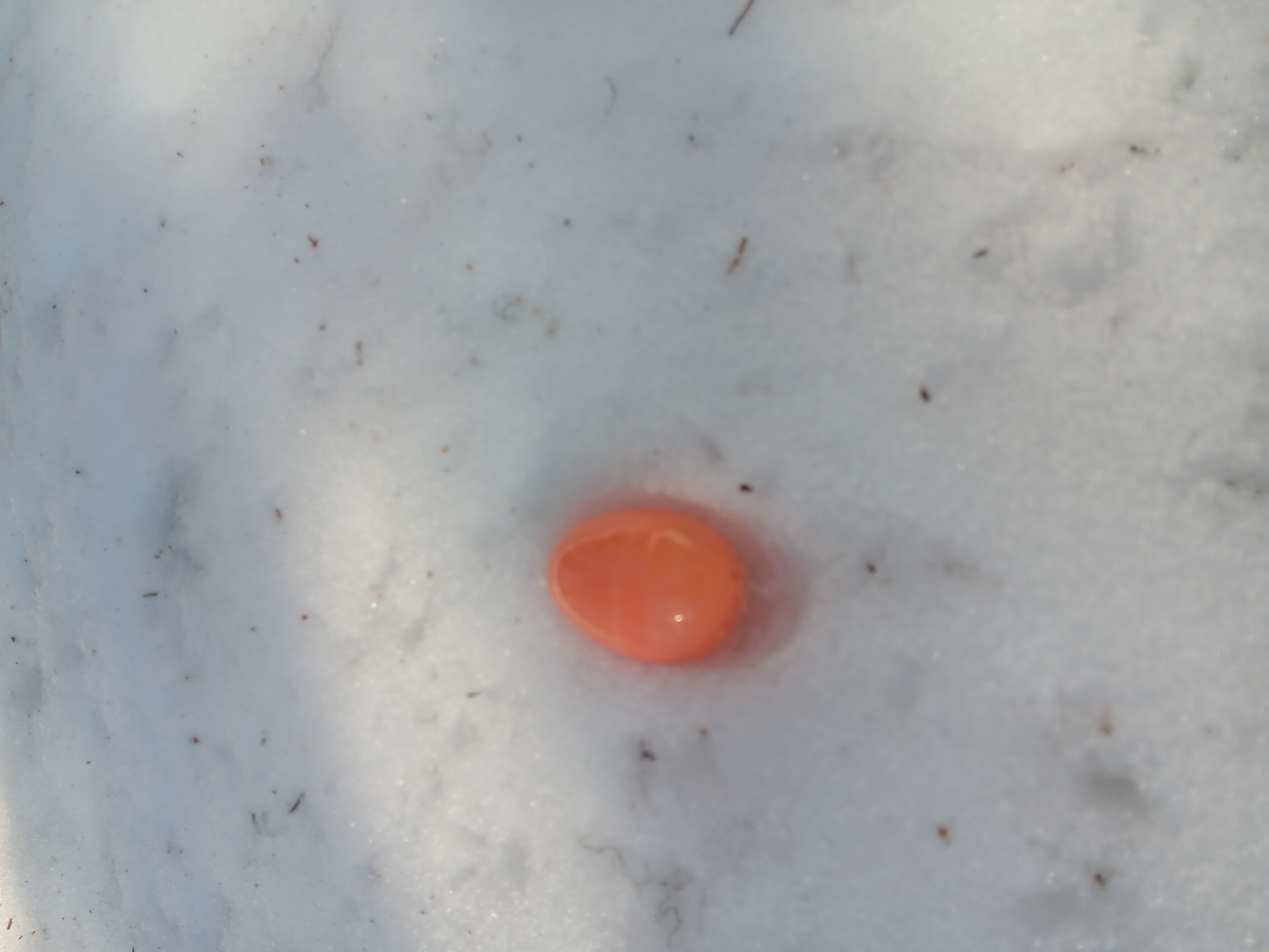 Egg Hunt in the deep snow