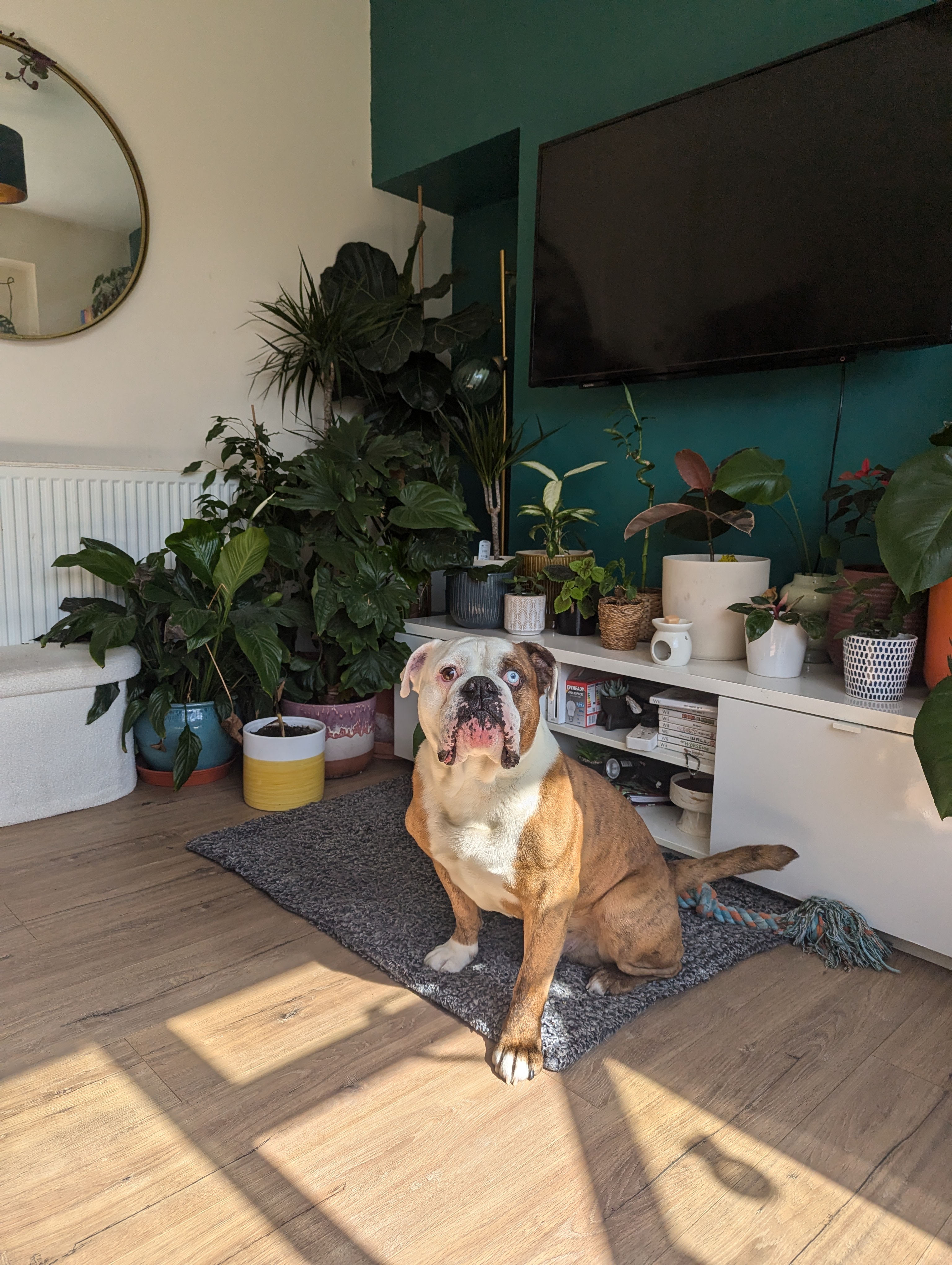 Hi, I'm Lilo! 50% Muscle, 50% Wrinkles, and 100% 'Good Boy.' I've got two different colored eyes ju…