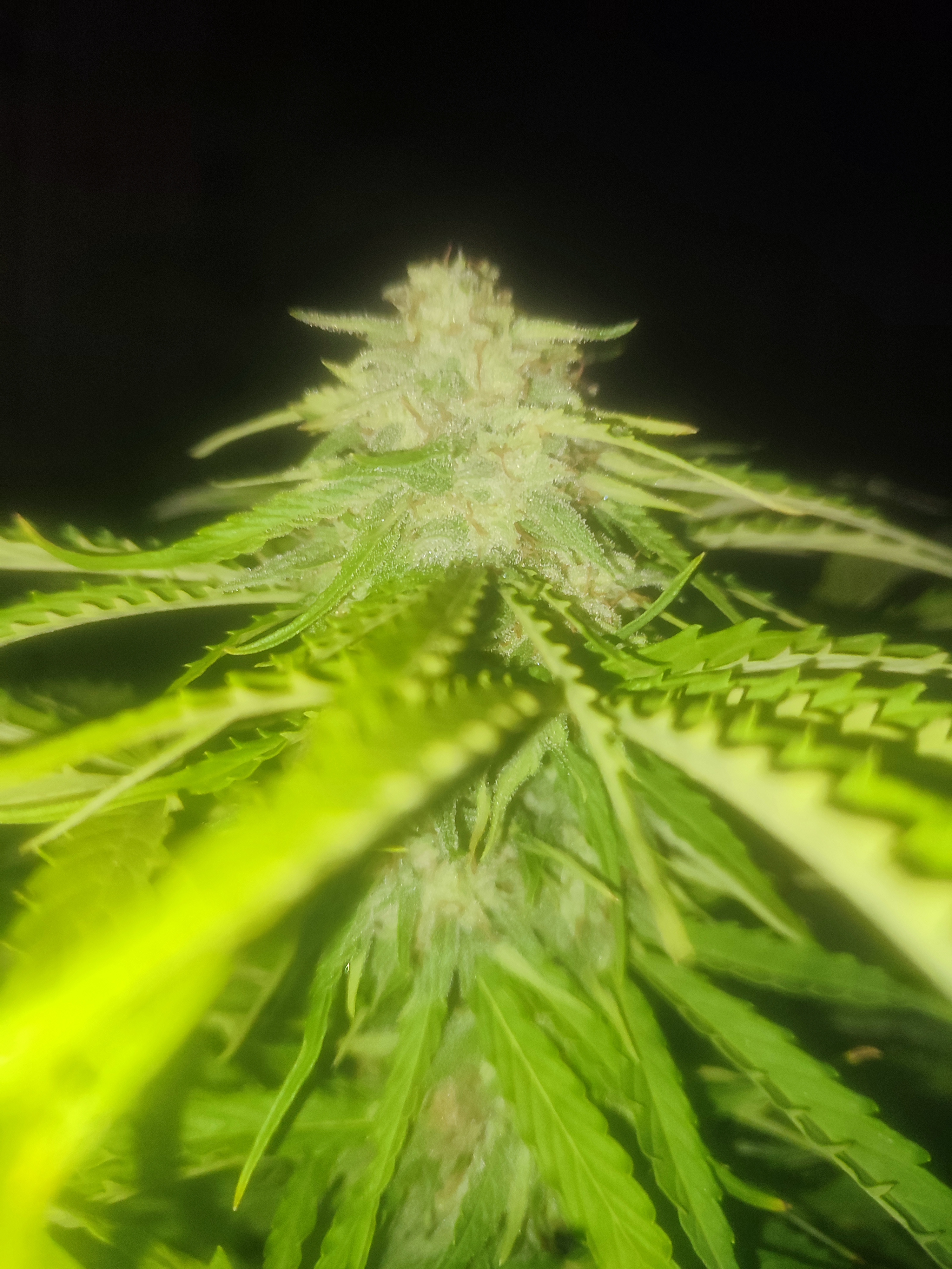 Autos are easier for beginners. 
Each plant can give between 80 and 100 grams easy. 
Done in less t…