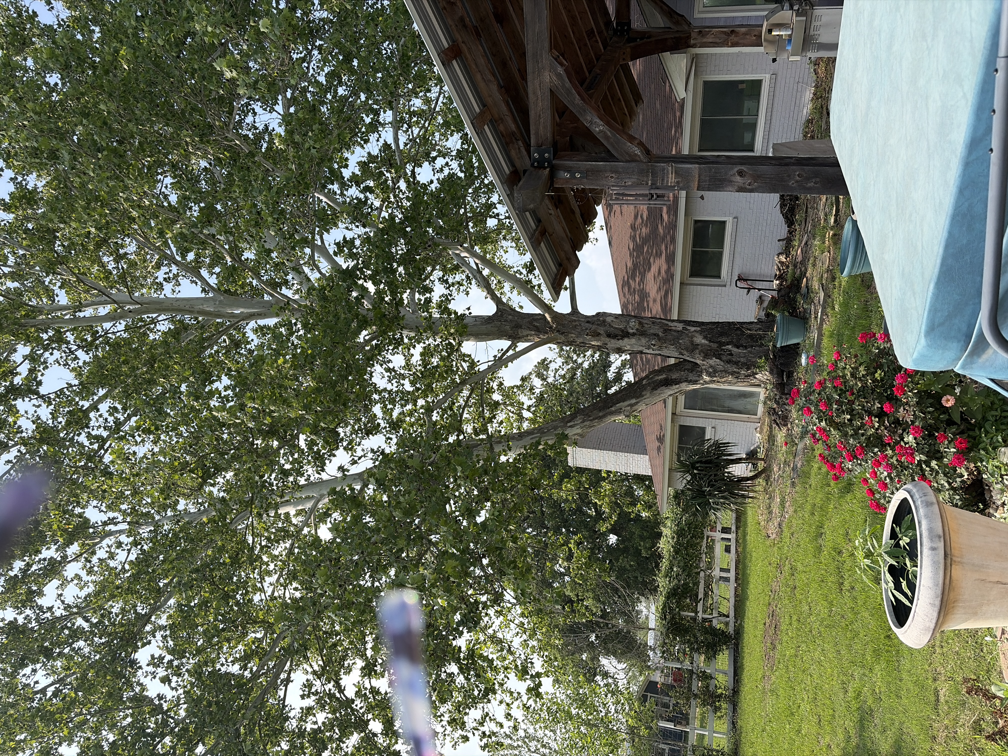 35 (still living ones) started in 2018. The daddy Sycamore is in my back yard. He was here when I a…