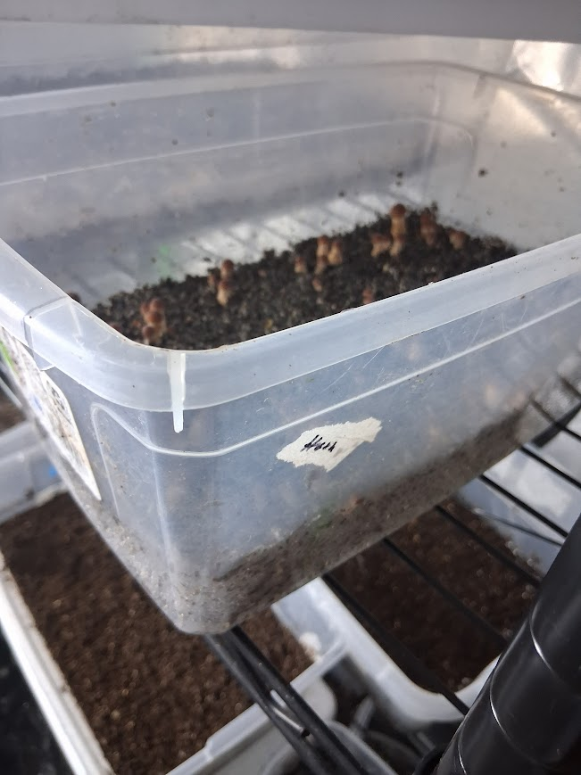 You can actually see pins formed here. They are actually about 1.5-2in tall today, but I left the h…