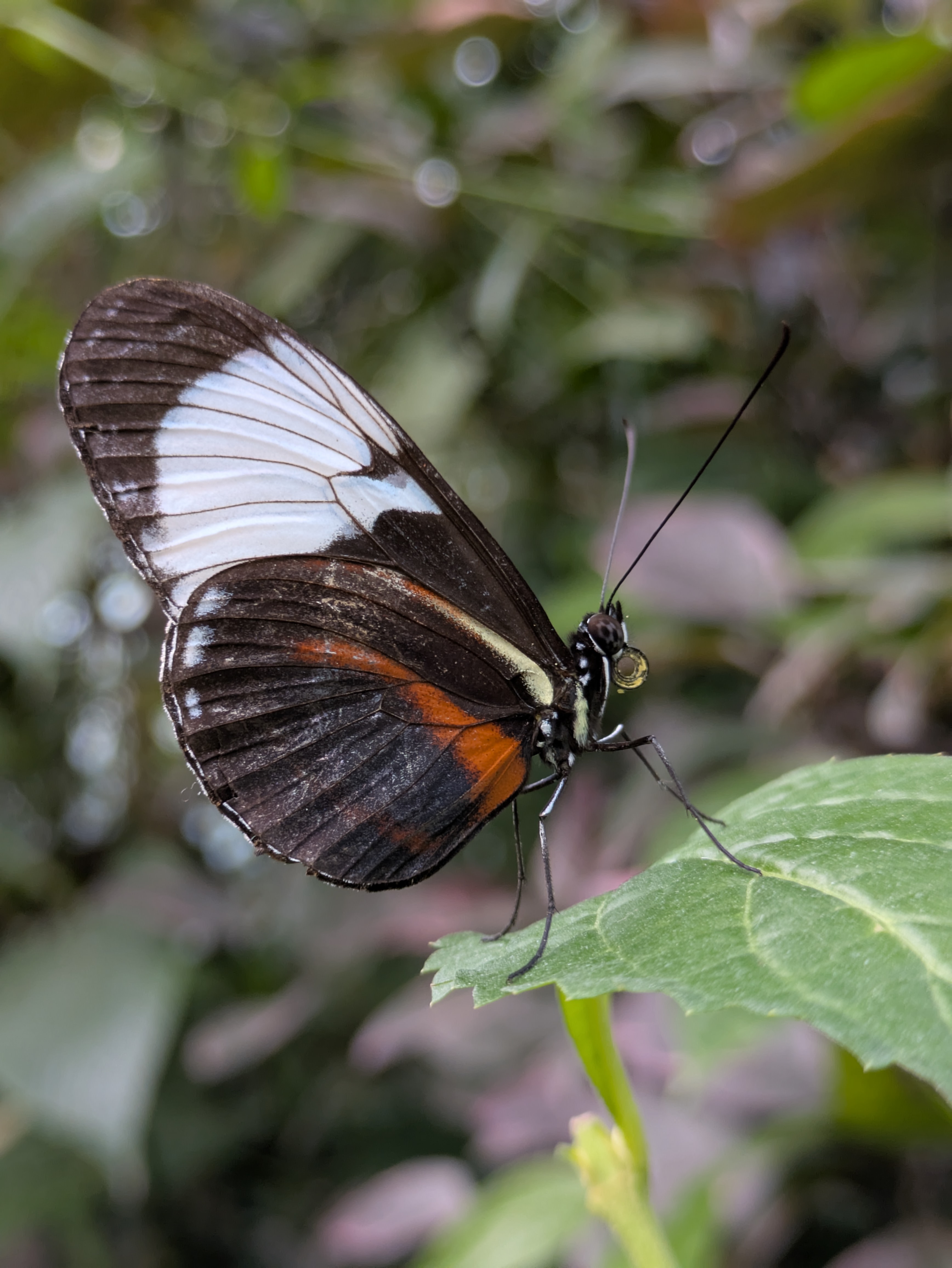 Butterfly
[[pxlpix]]