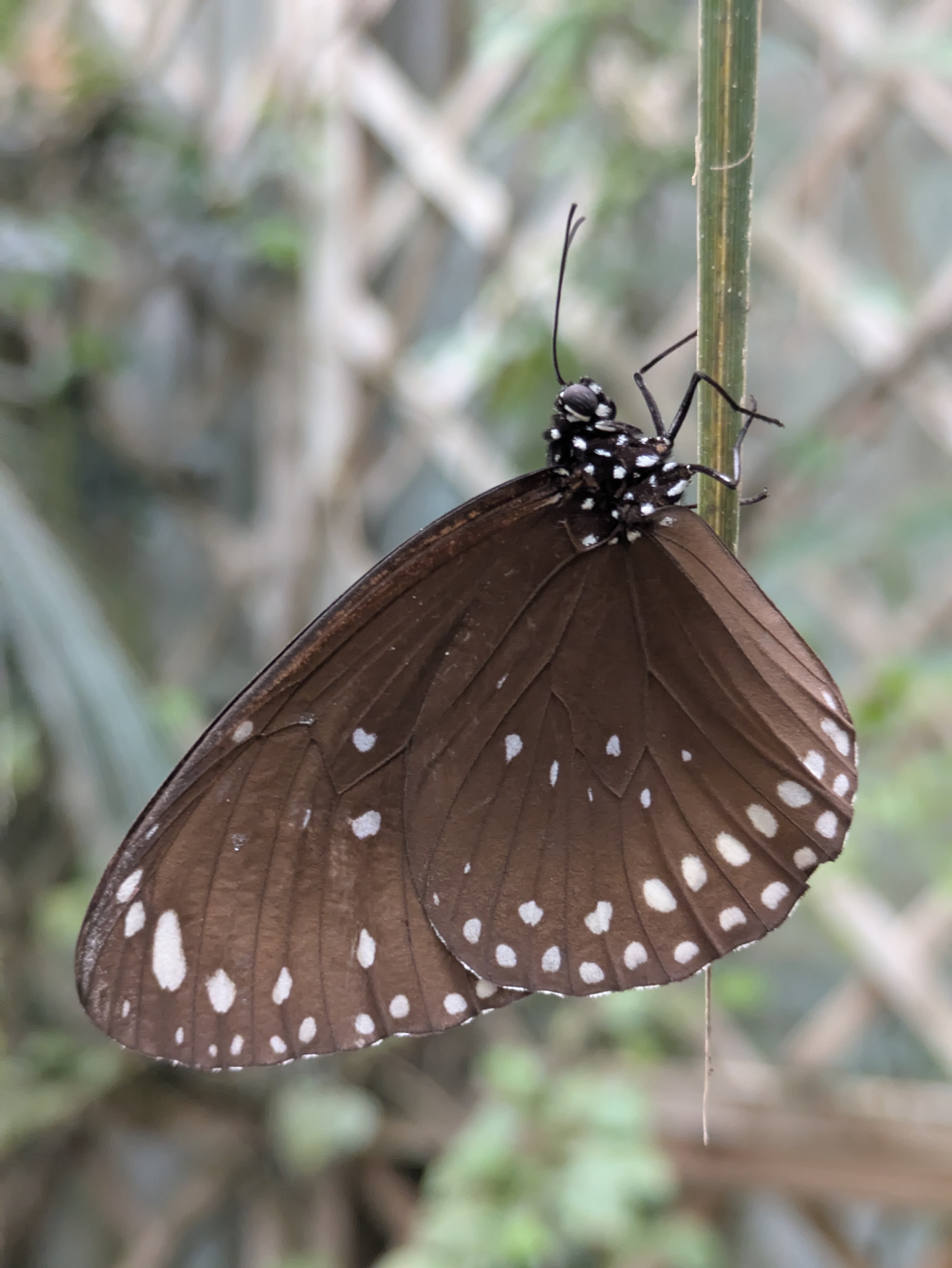 Butterfly
[[pxlpix]]