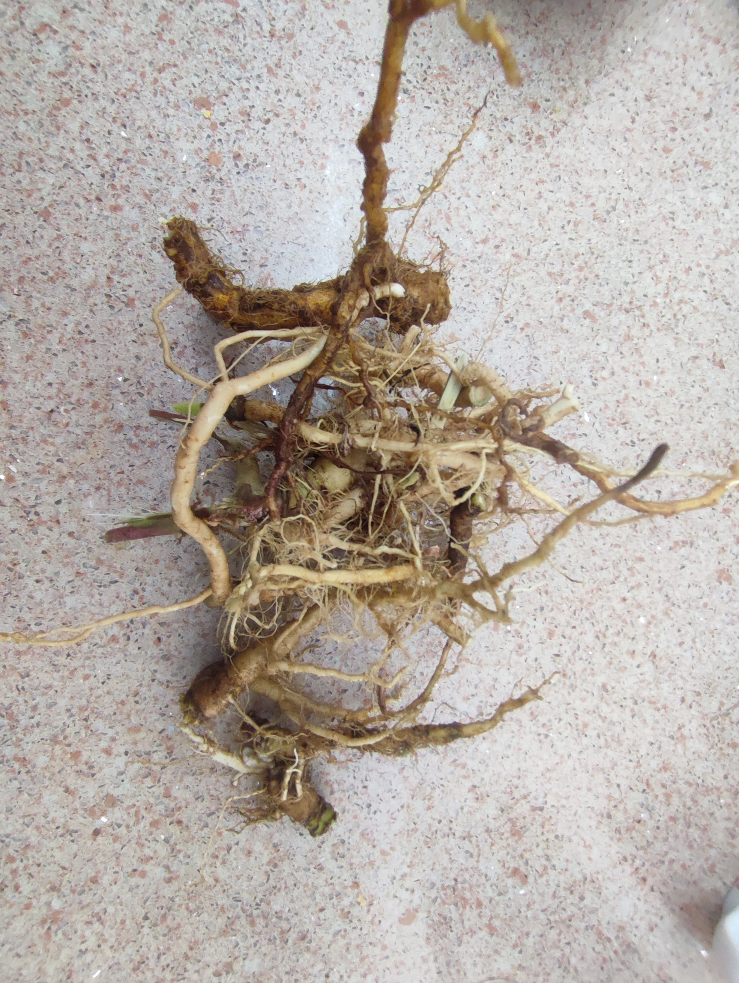 Going to have a go at dandelion root tea. Updates to come ...
🌼🫚🍵