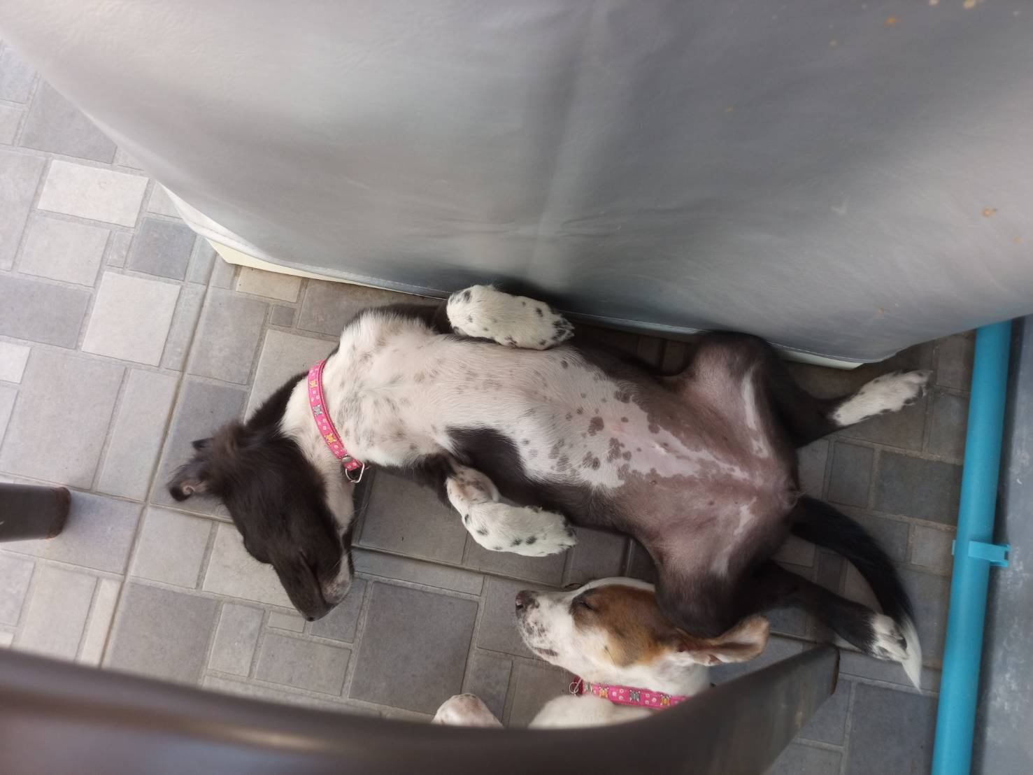 Puppy snooze time, Sophia managed to navigate around the barricades we set up to keep them away fro…
