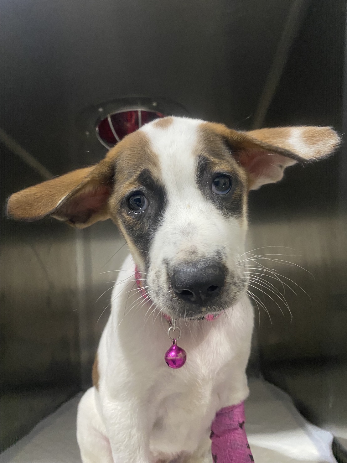 Sophia was diagnosed with Parvovirus 🤕
We took her to 4 Animal Hospitals in one day on a Tuk Tuk Ta…