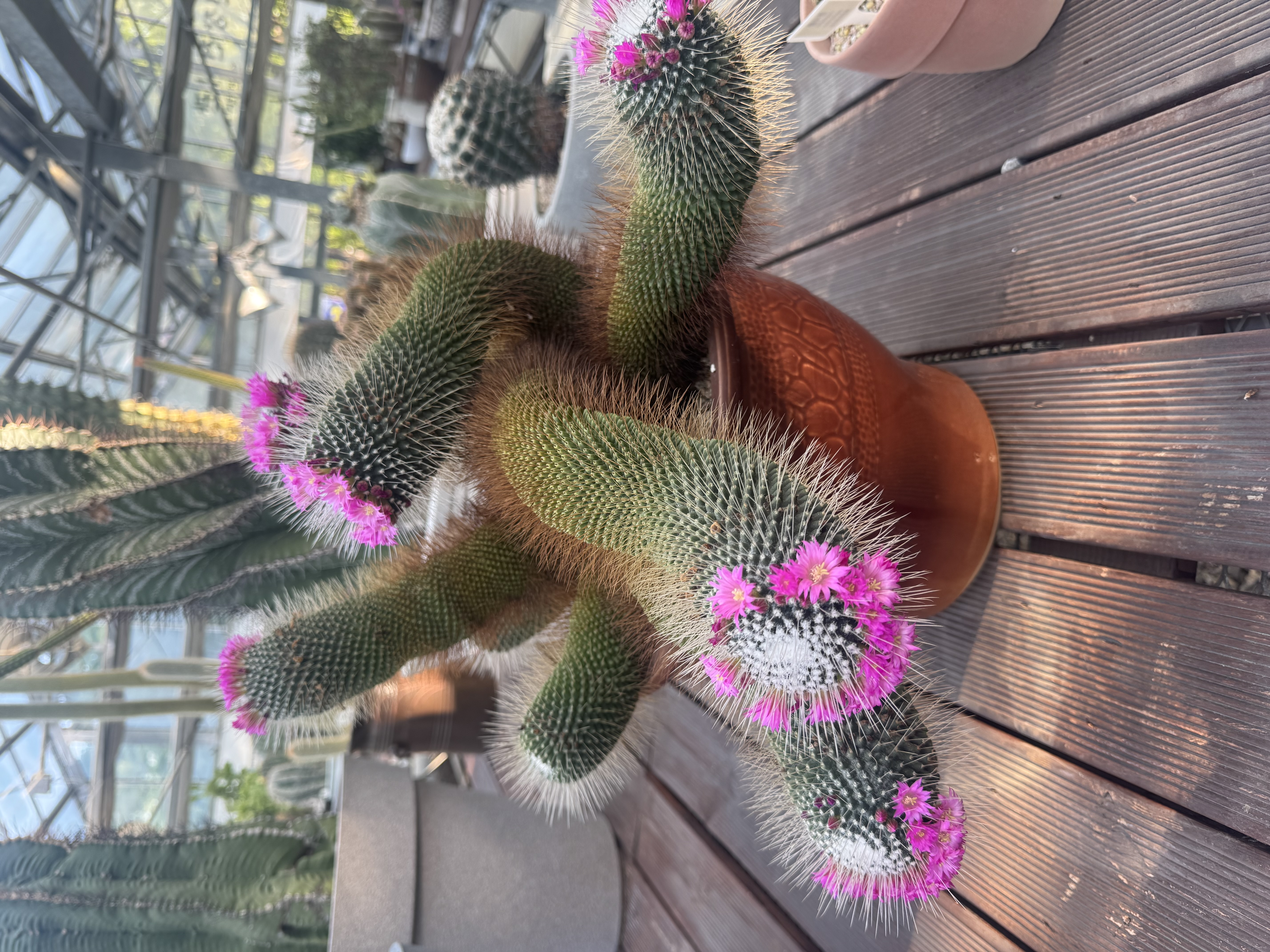I visited the cactus exhibition at the lake park in Ilsan and it was nice to see such colors and we…