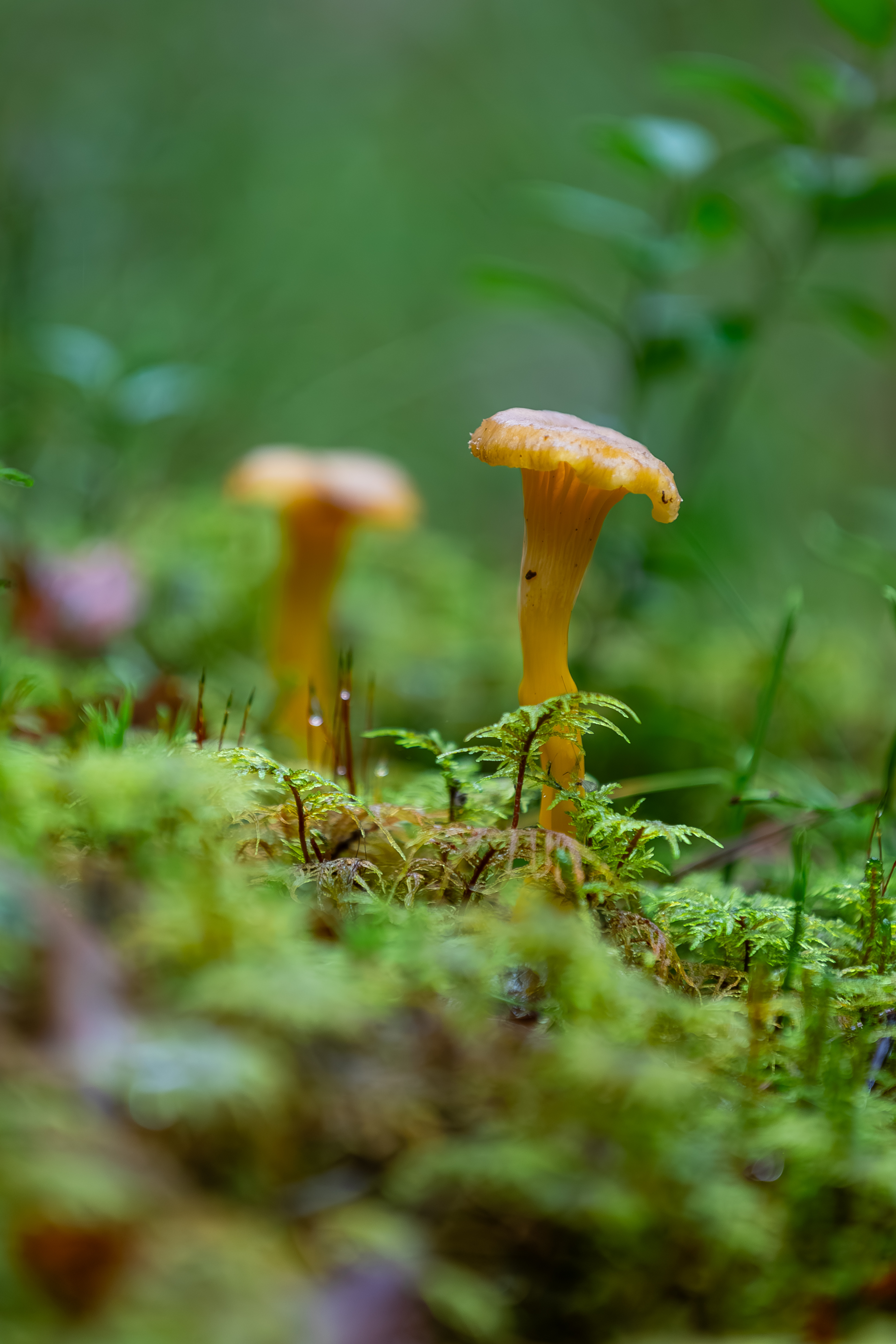 Young funnel cake.
#nature #photography