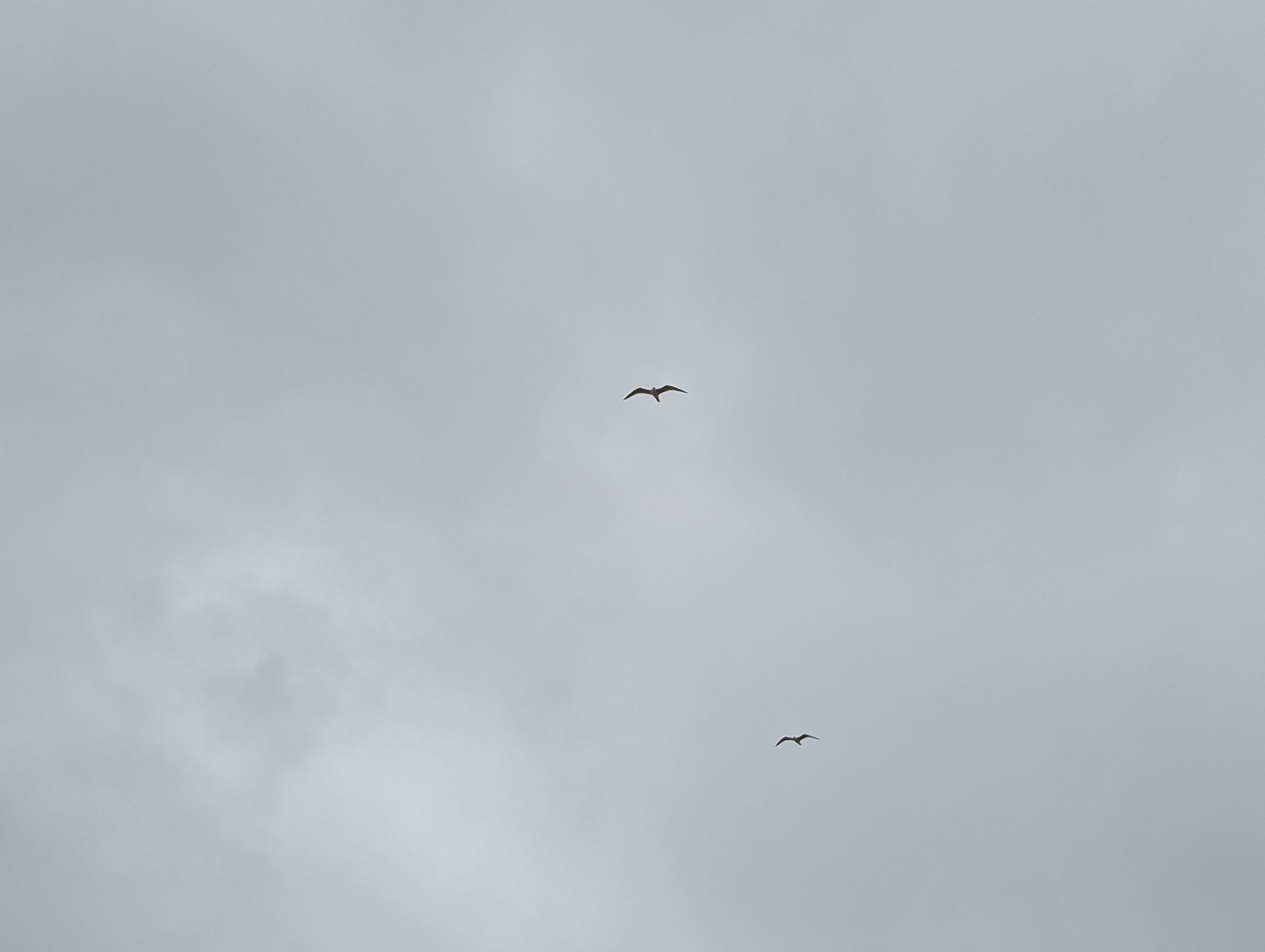 seagulls