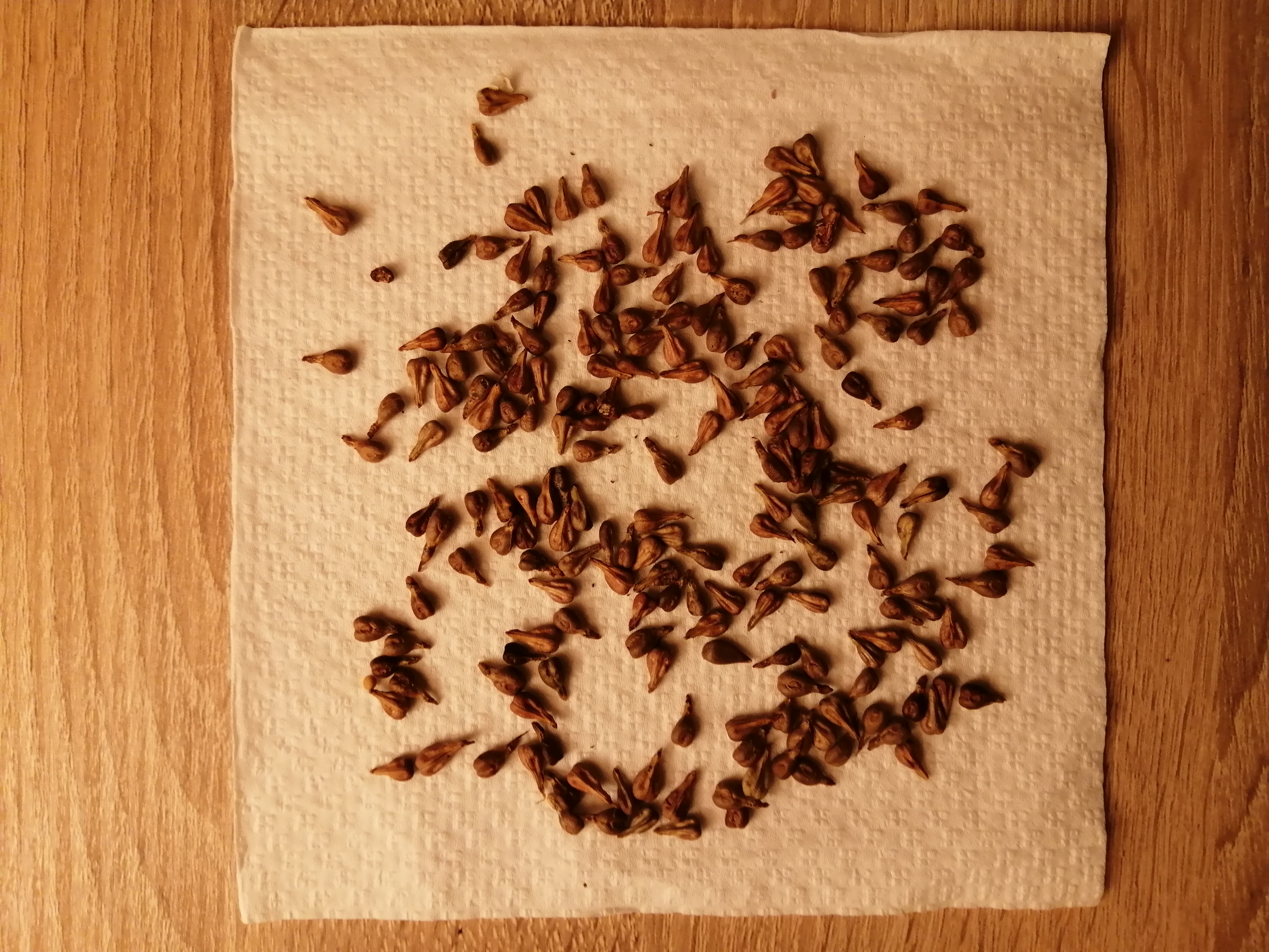 Pink grape seeds that have been in the refrigerator for about 3 months for cold stratification. Now…