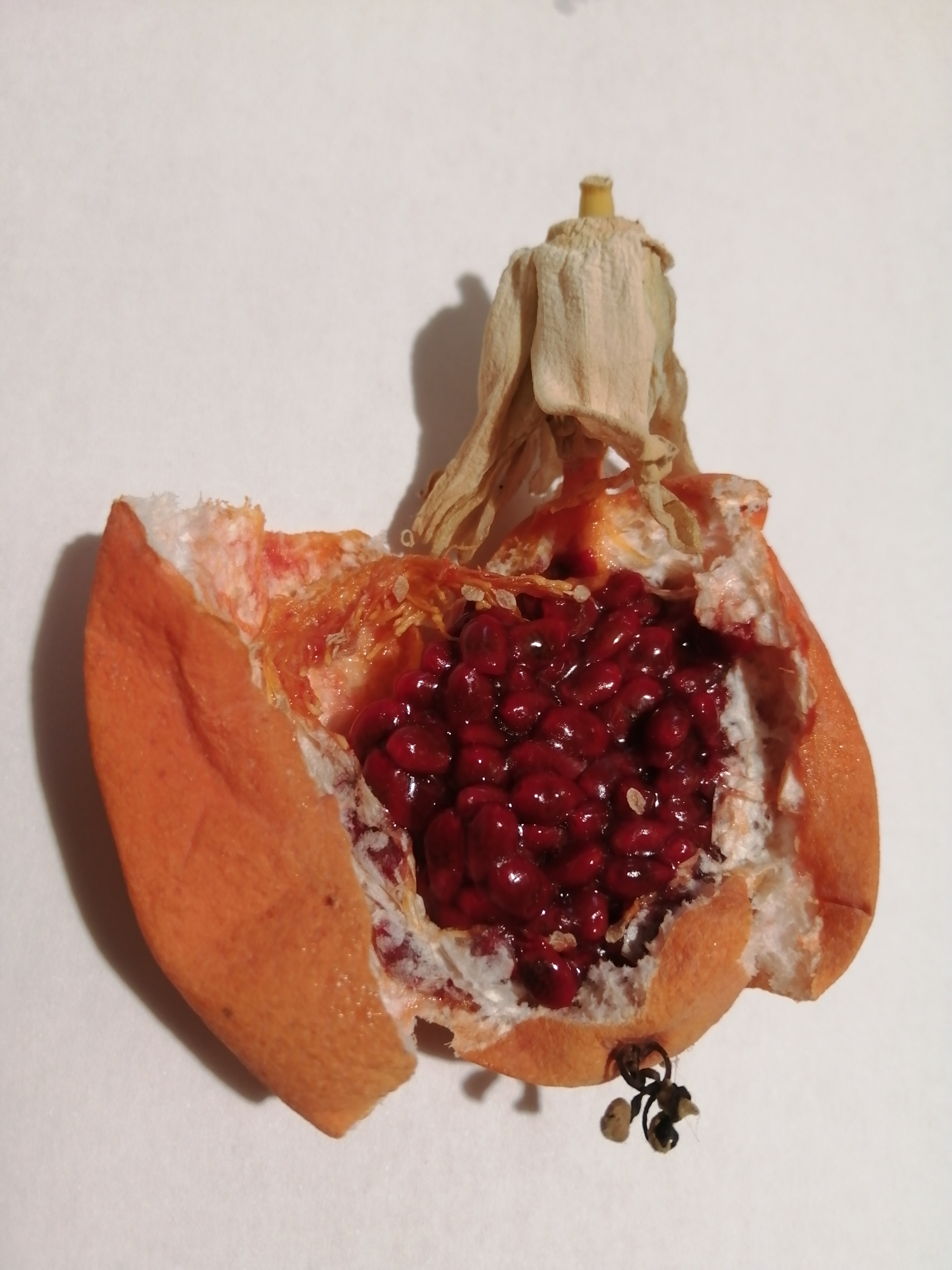 Does someone know if this fruit is edible?
The Internet answers confuse me.

When questioned "Is pa…