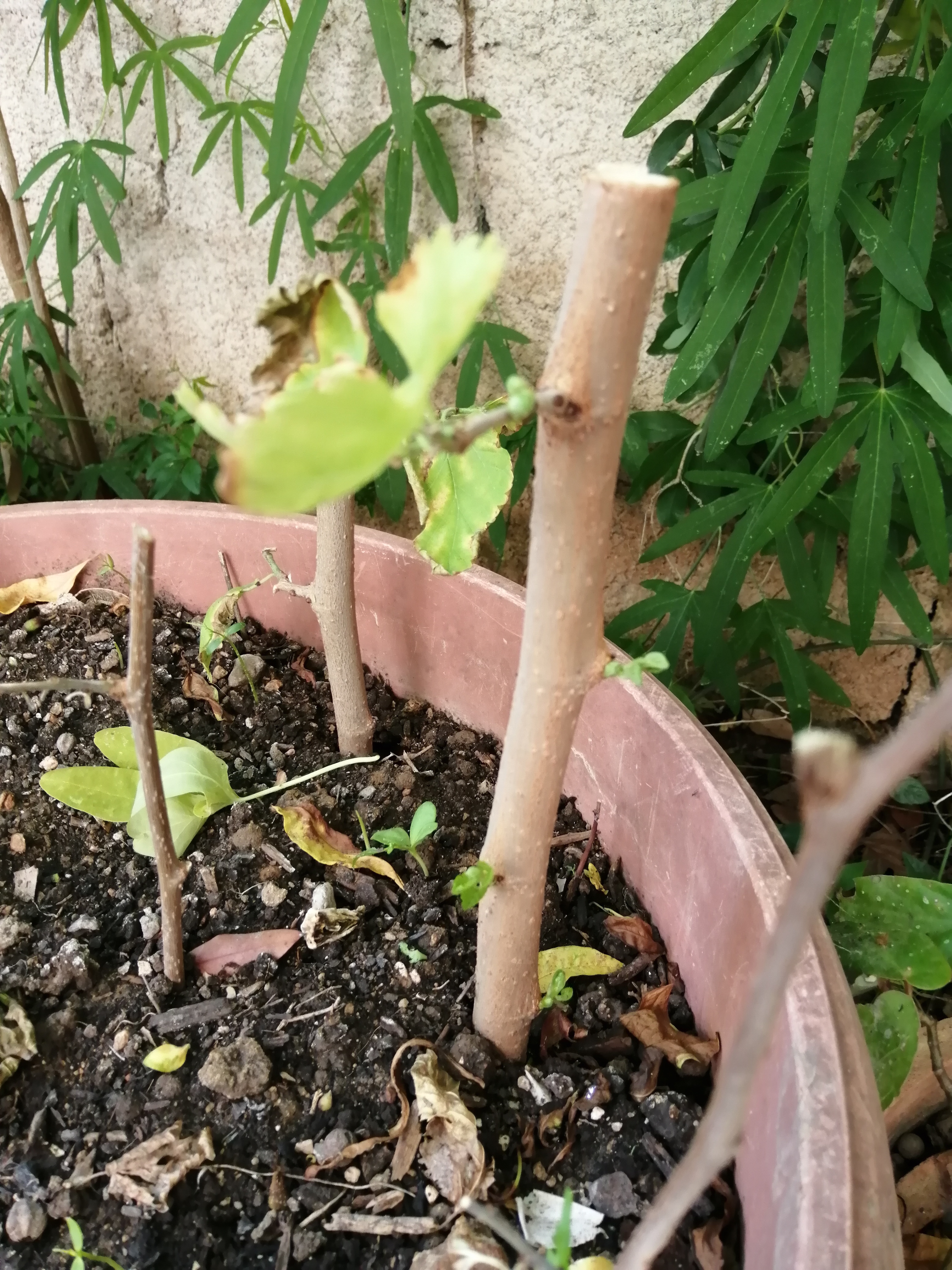 Thinking long-term, if not for me, for next generations I took some hardwood cuttings from some mul…