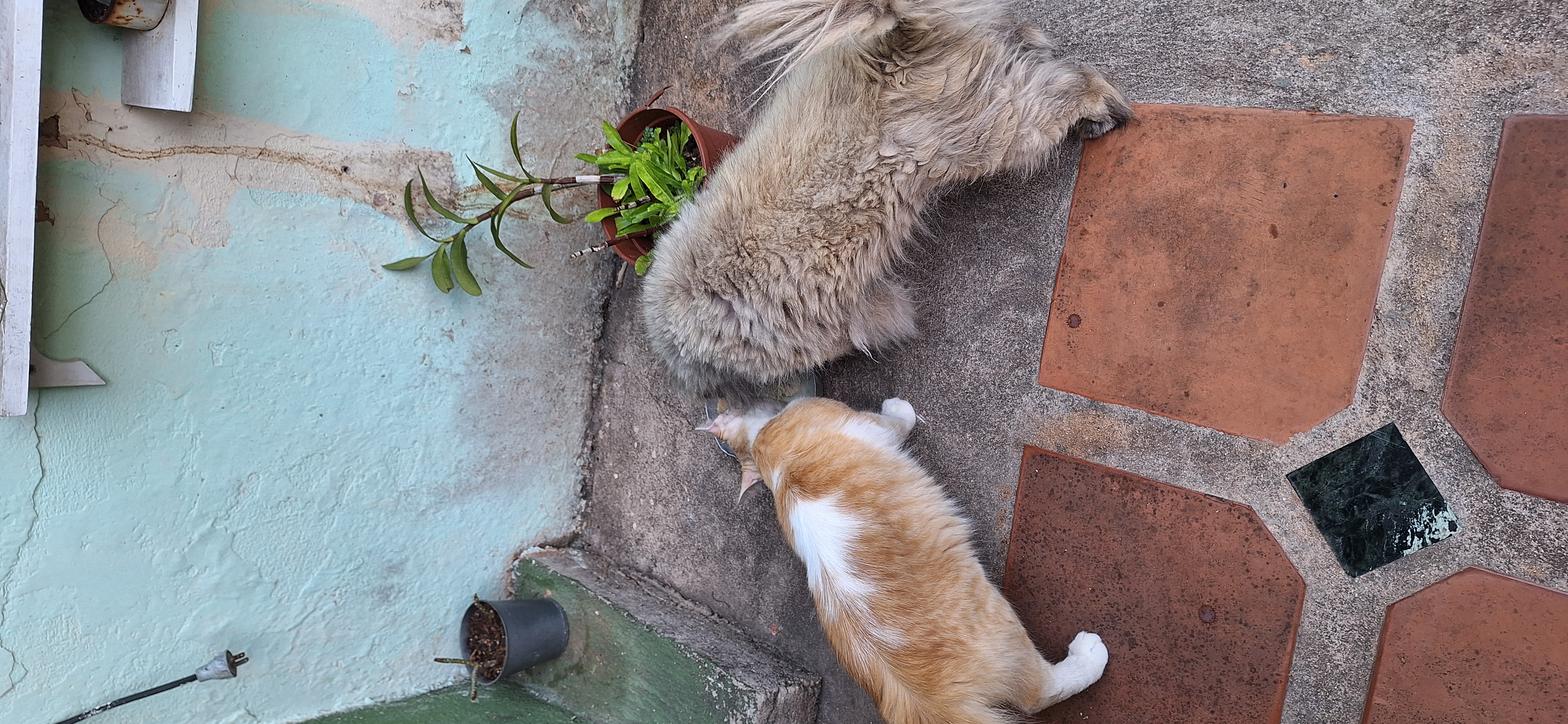 My cat and dog eating together in perfect harmony.