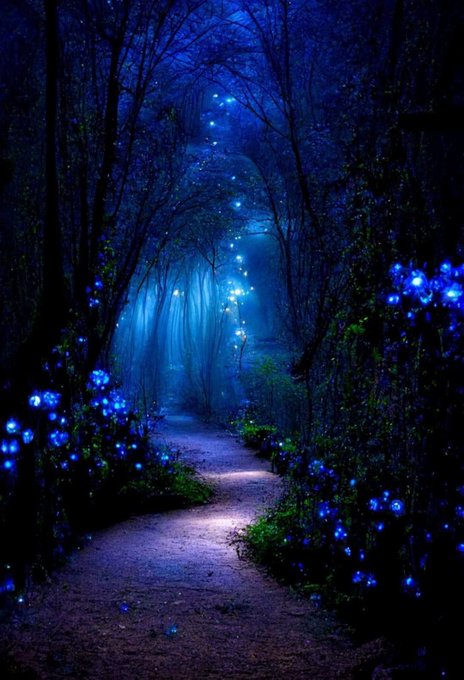 Mystical forest.