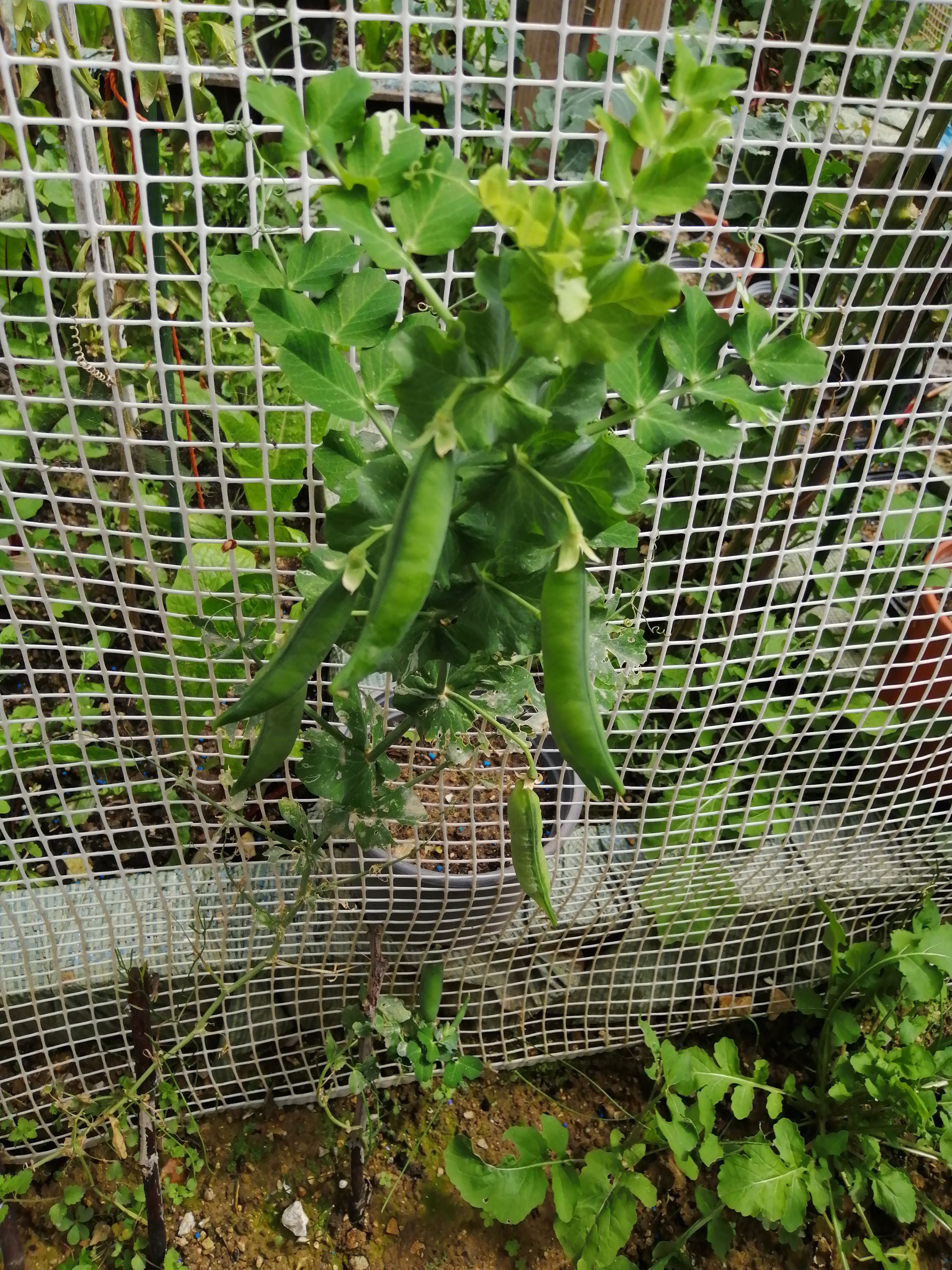 And another peas plant.

[[Hobby]] [[Gardening]] [[Vegetables]] [[Fruits]] [[Peas]]