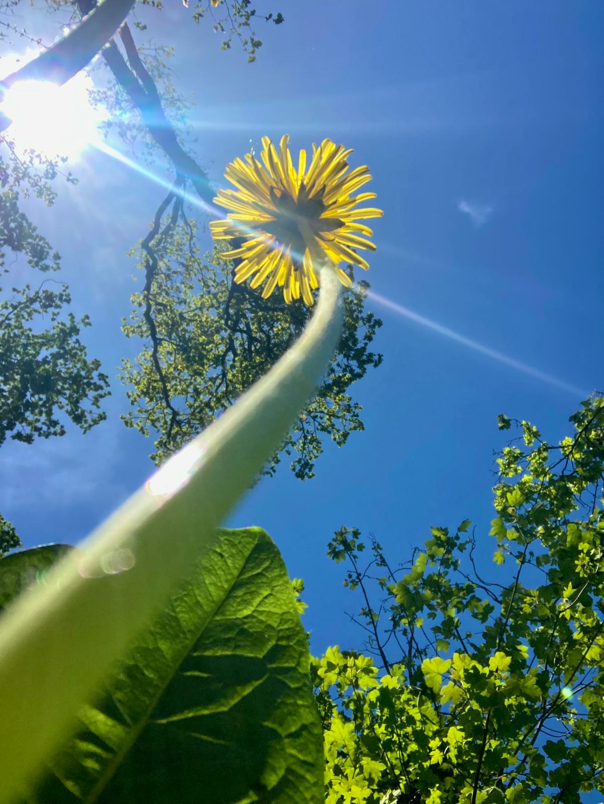 RossThurston post