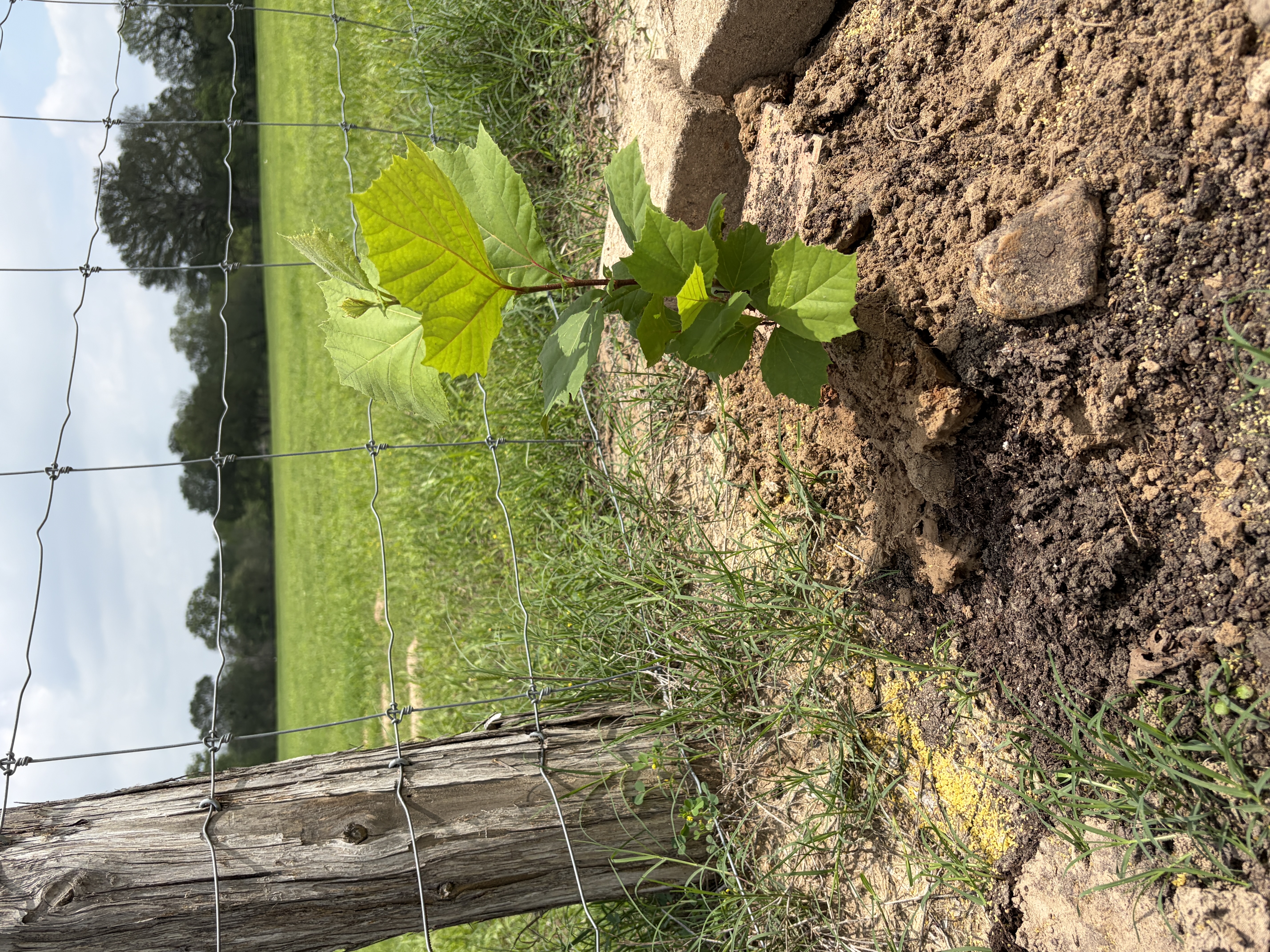 New in ground May 2026. Thanks for coming to my Treechat.