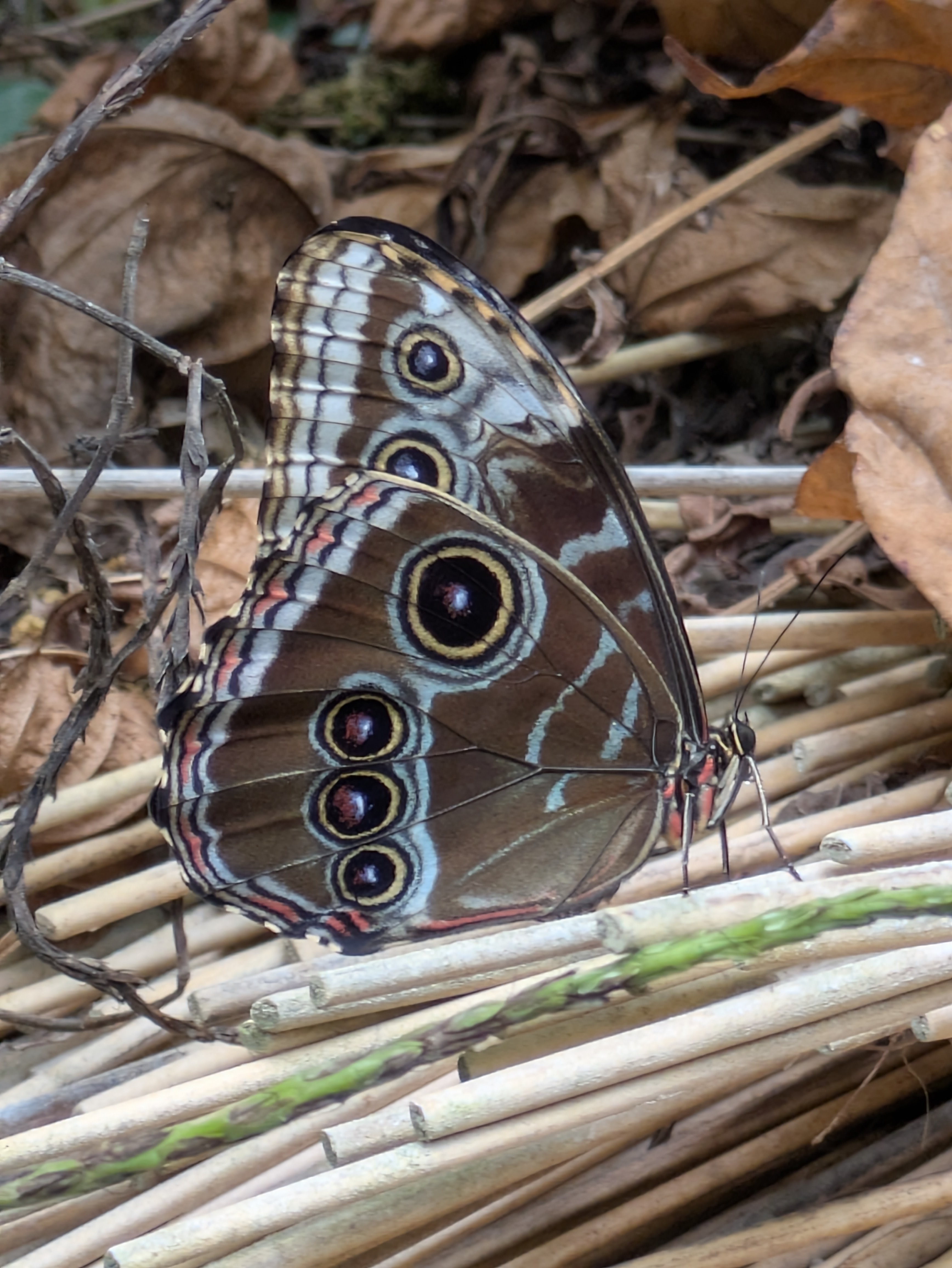 Butterfly
[[pxlpix]]