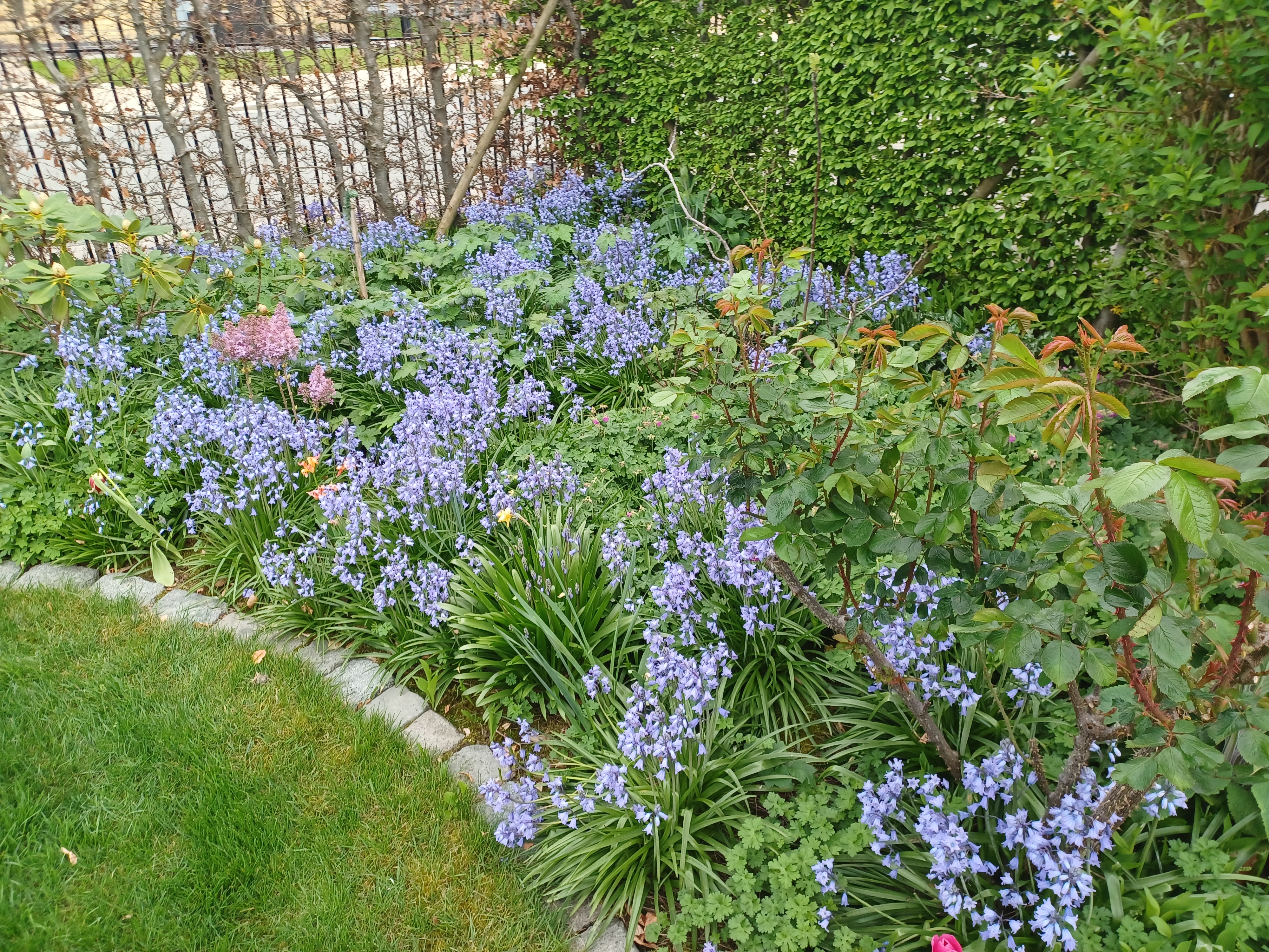 Time of the blue bells in my garden ...