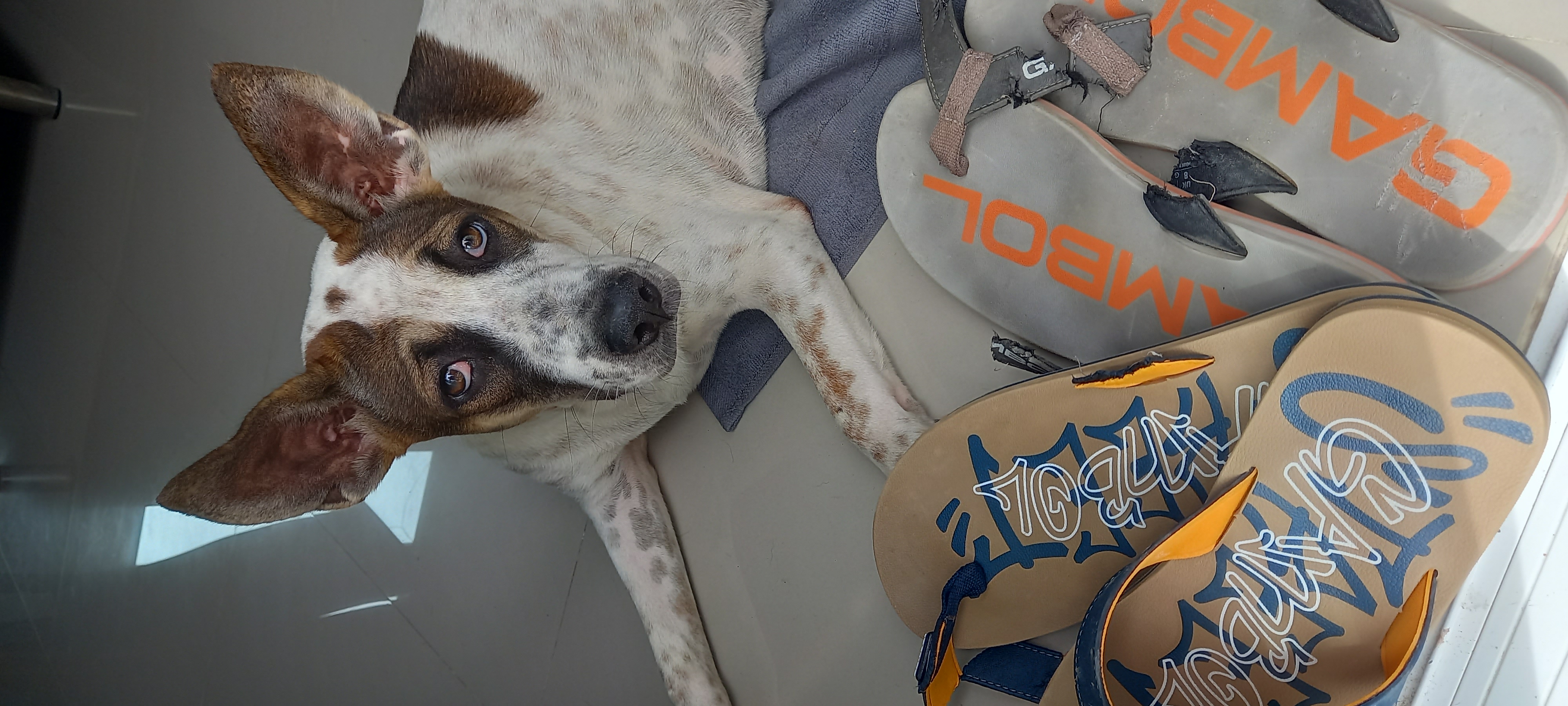 Sophia keeps eating my flip flops 😐
