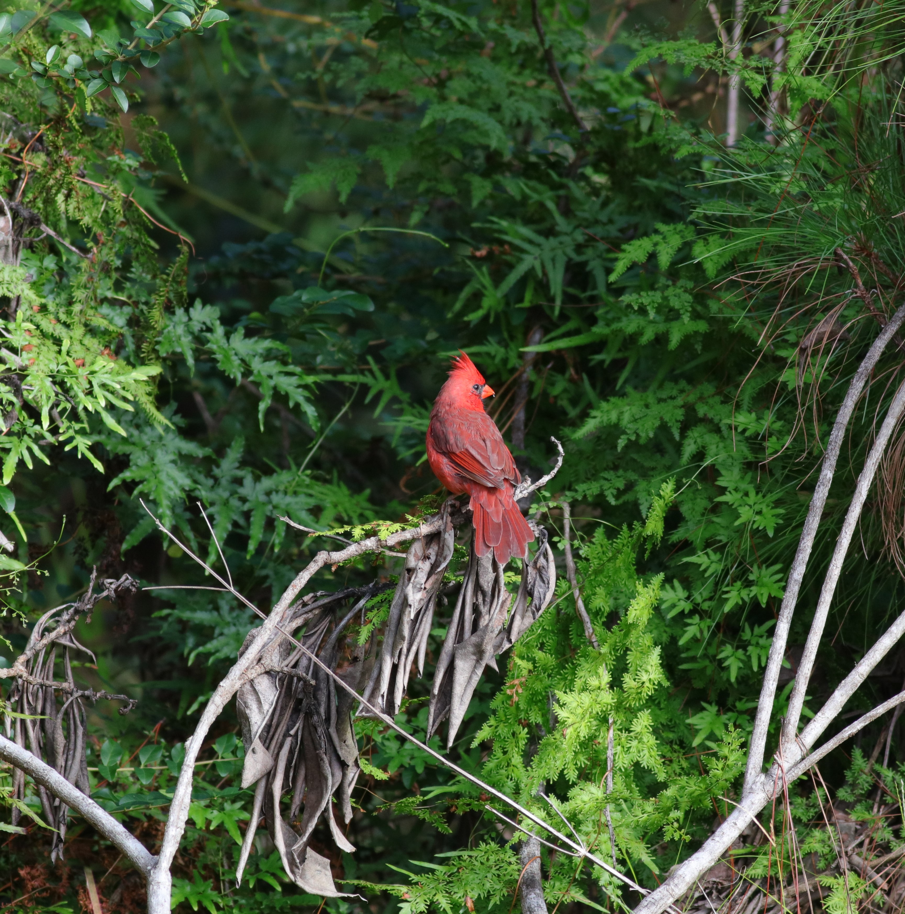 I'm slowly getting away from bird photography (those of you from twetch probably remember me making…